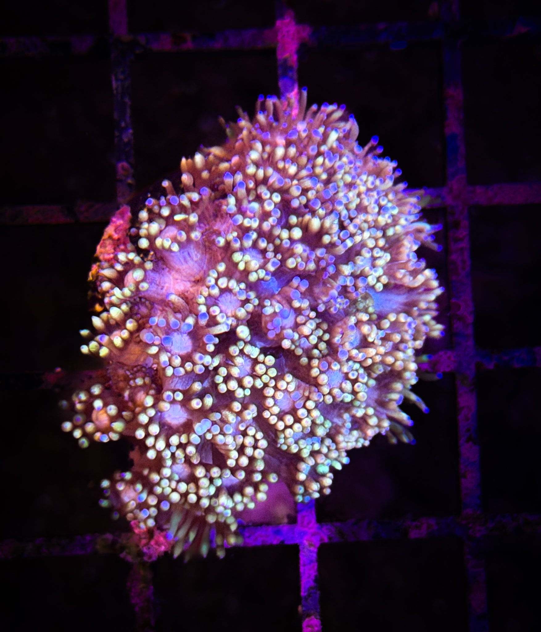 Cotton Candy Goni WYSIWYG