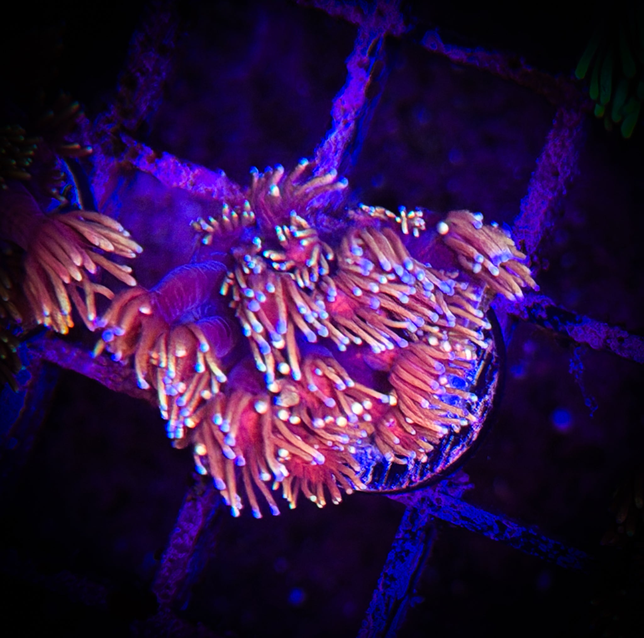 Flame tip Goni WYSIWYG