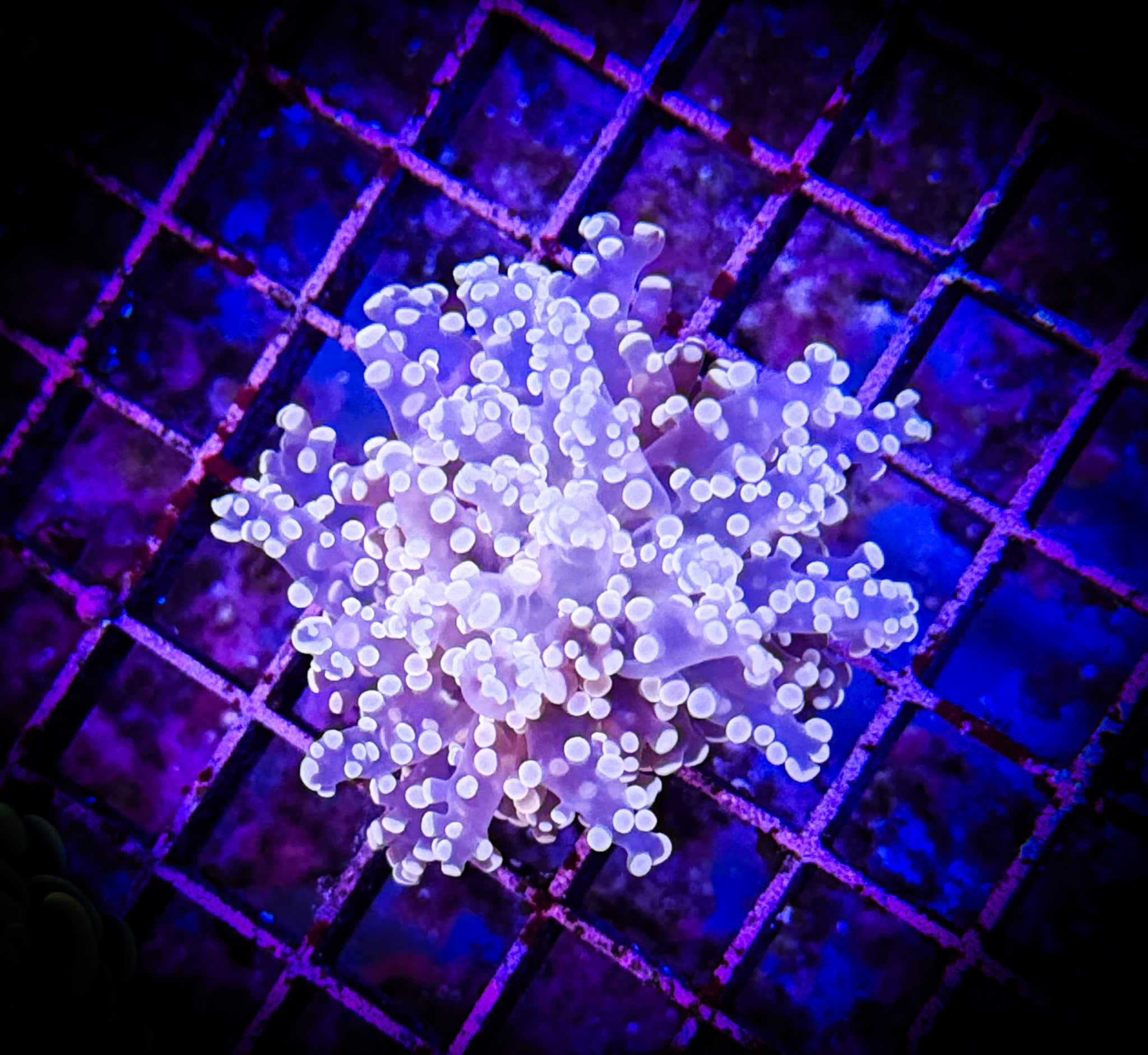 BEC Neon Pink Frogspawn WYSIWYG