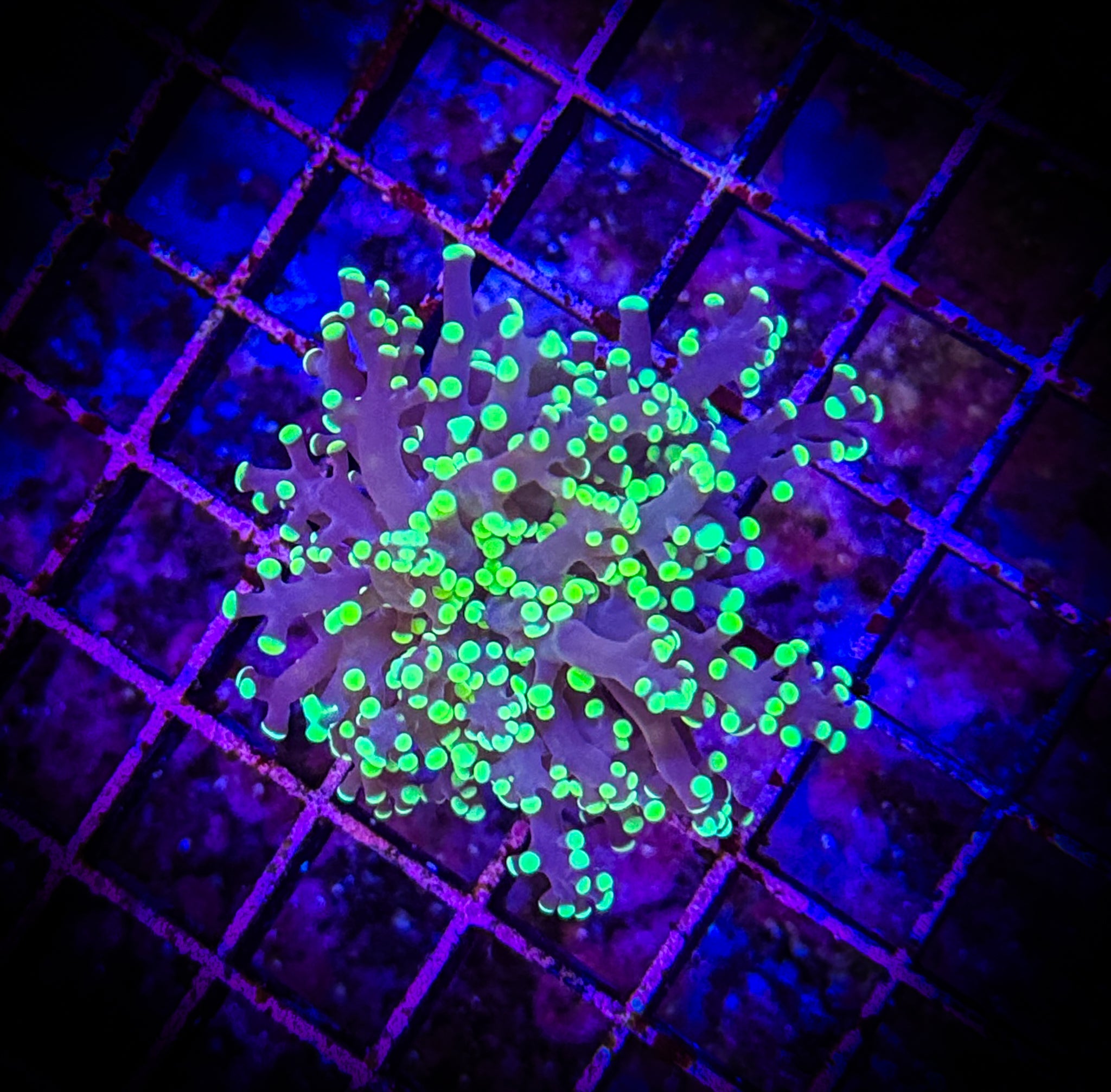 BEC Neon Green Frogspawn WYSIWYG