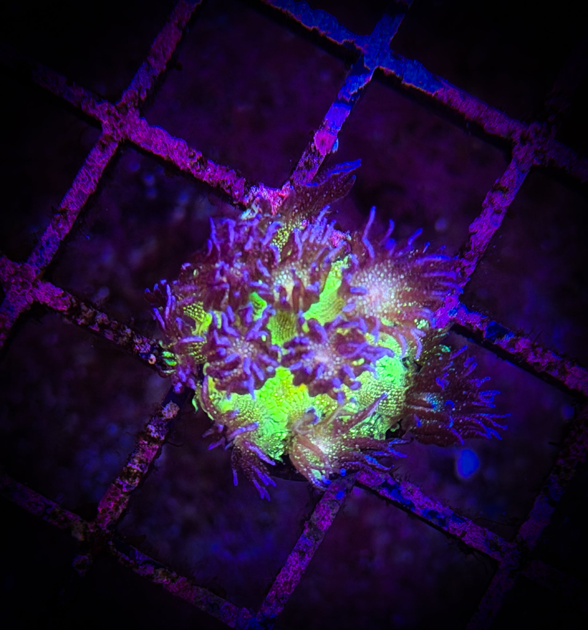 BEC Joker Glitter Goni WYSIWYG