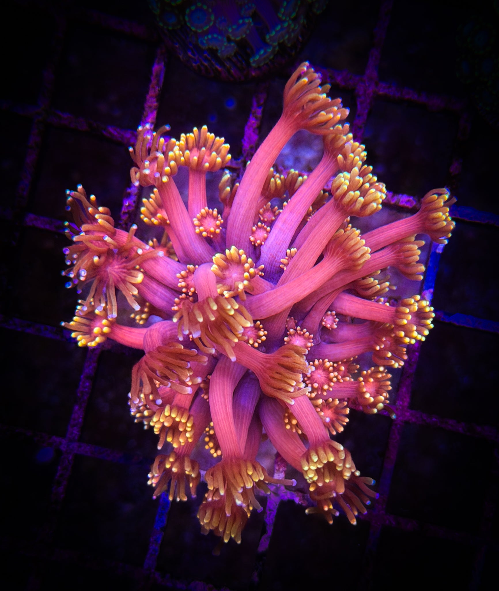 WWC HollyWood Nights Goni WYSIWYG