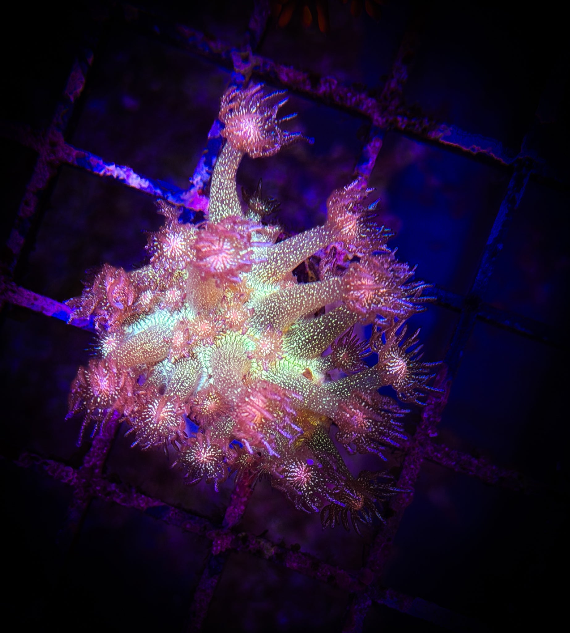 BEC Purple Glitter Goni WYSIWYG