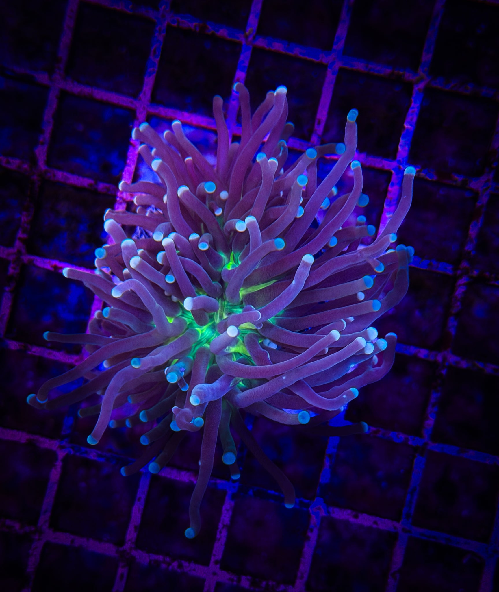 BEC Green Lantern Torch  WYSIWYG