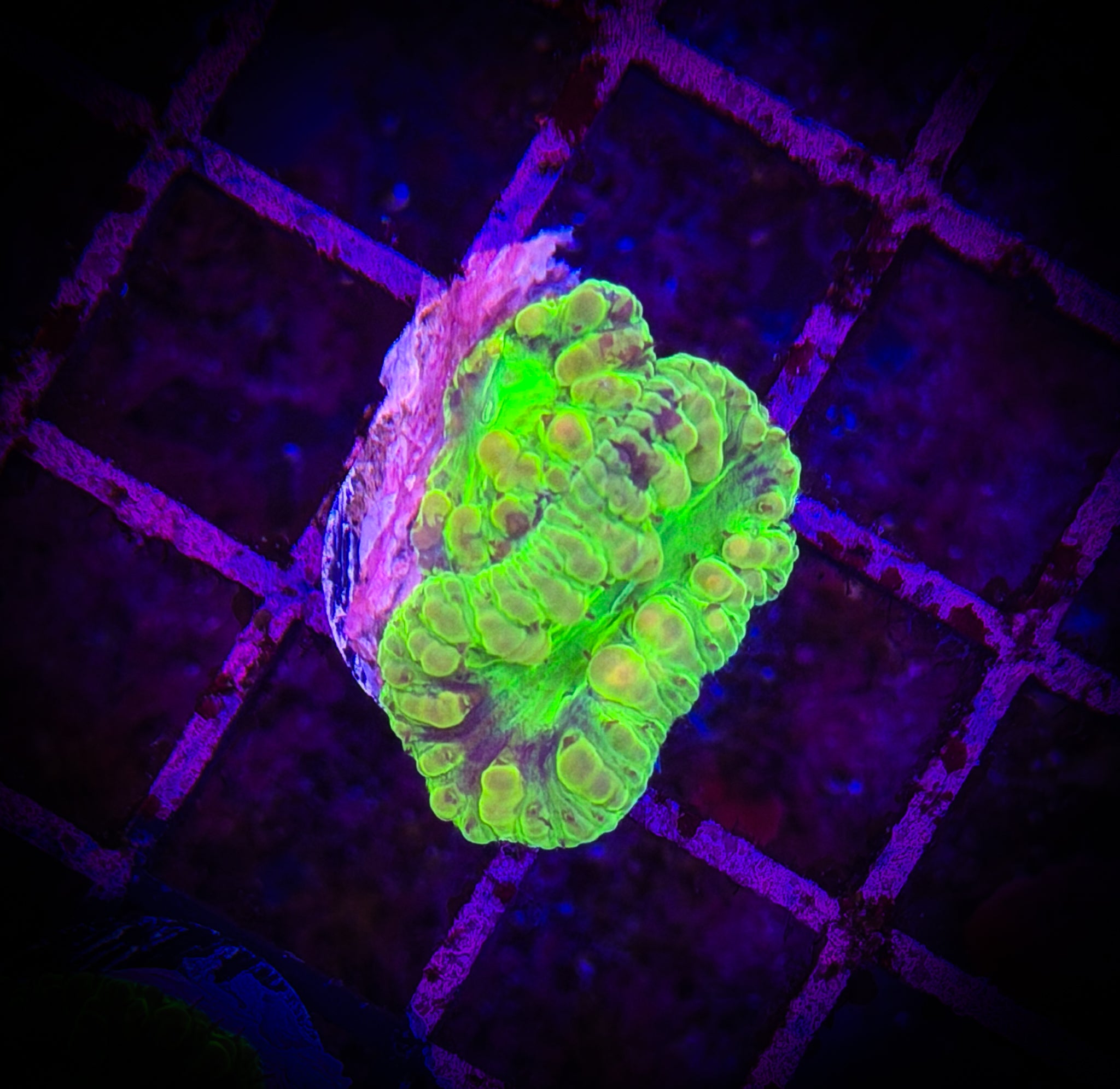 BEC Nuclear Hulk Wellsi Blasto WYSIWYG