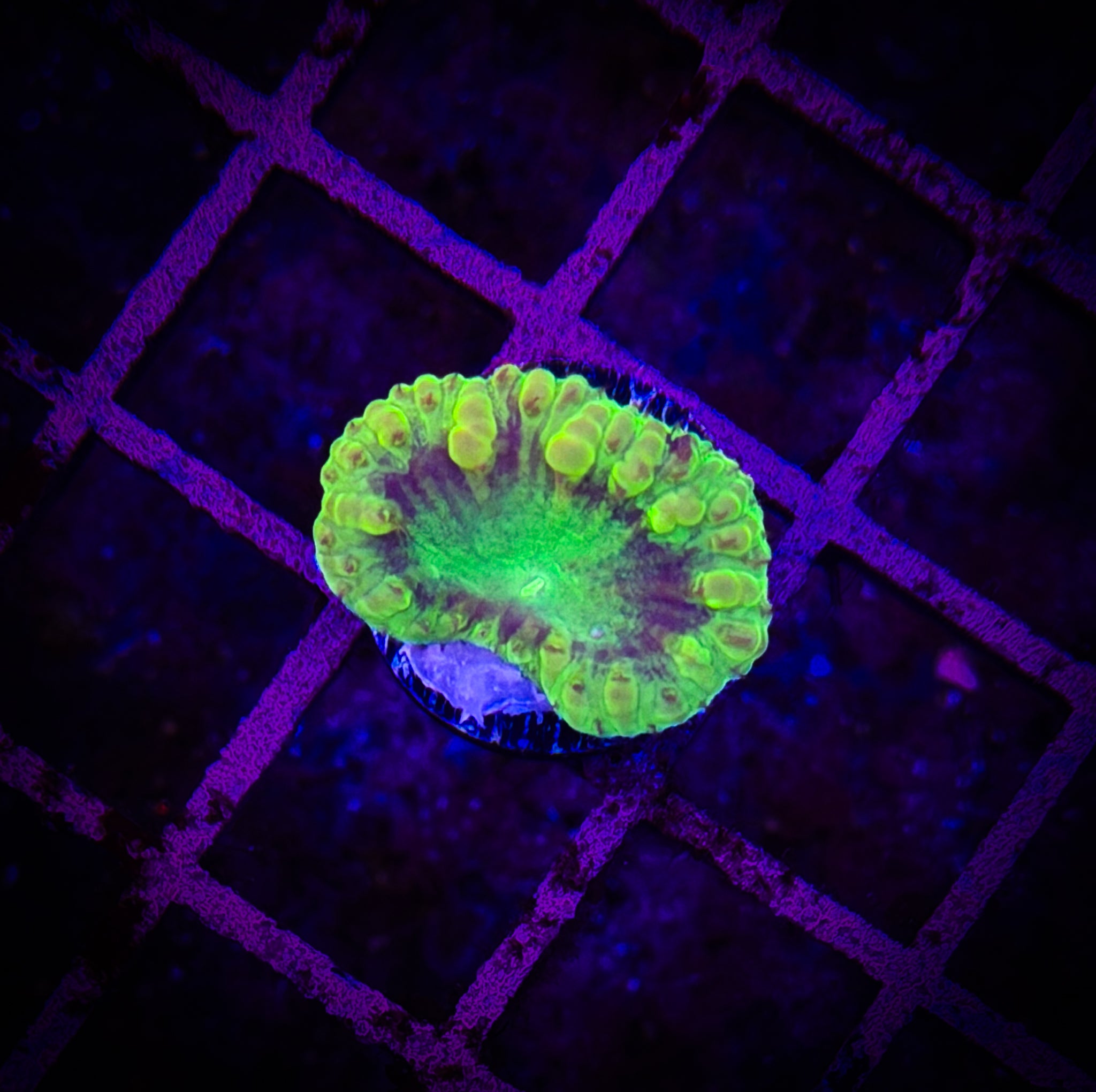 BEC Nuclear Hulk Wellsi Blasto WYSIWYG