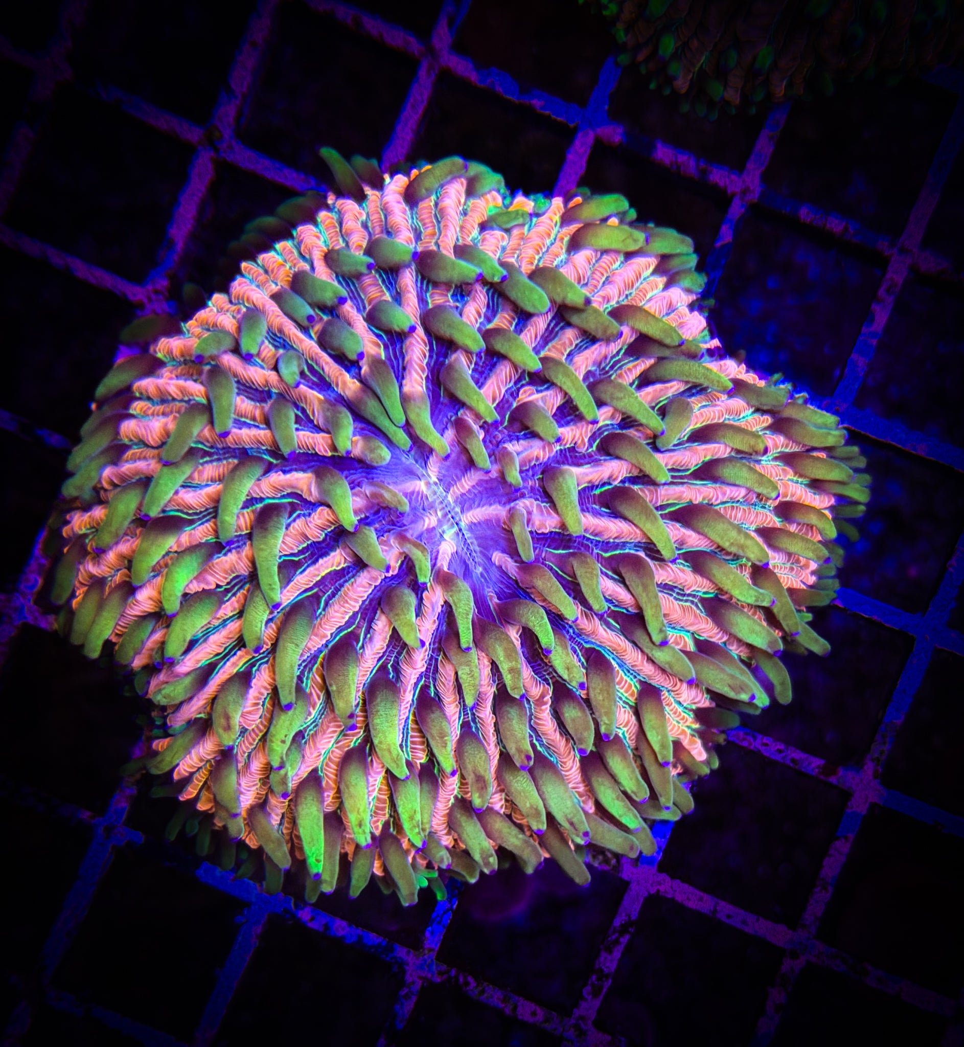 BEC Ultra Grass-on-Mars Plate WYSIWYG