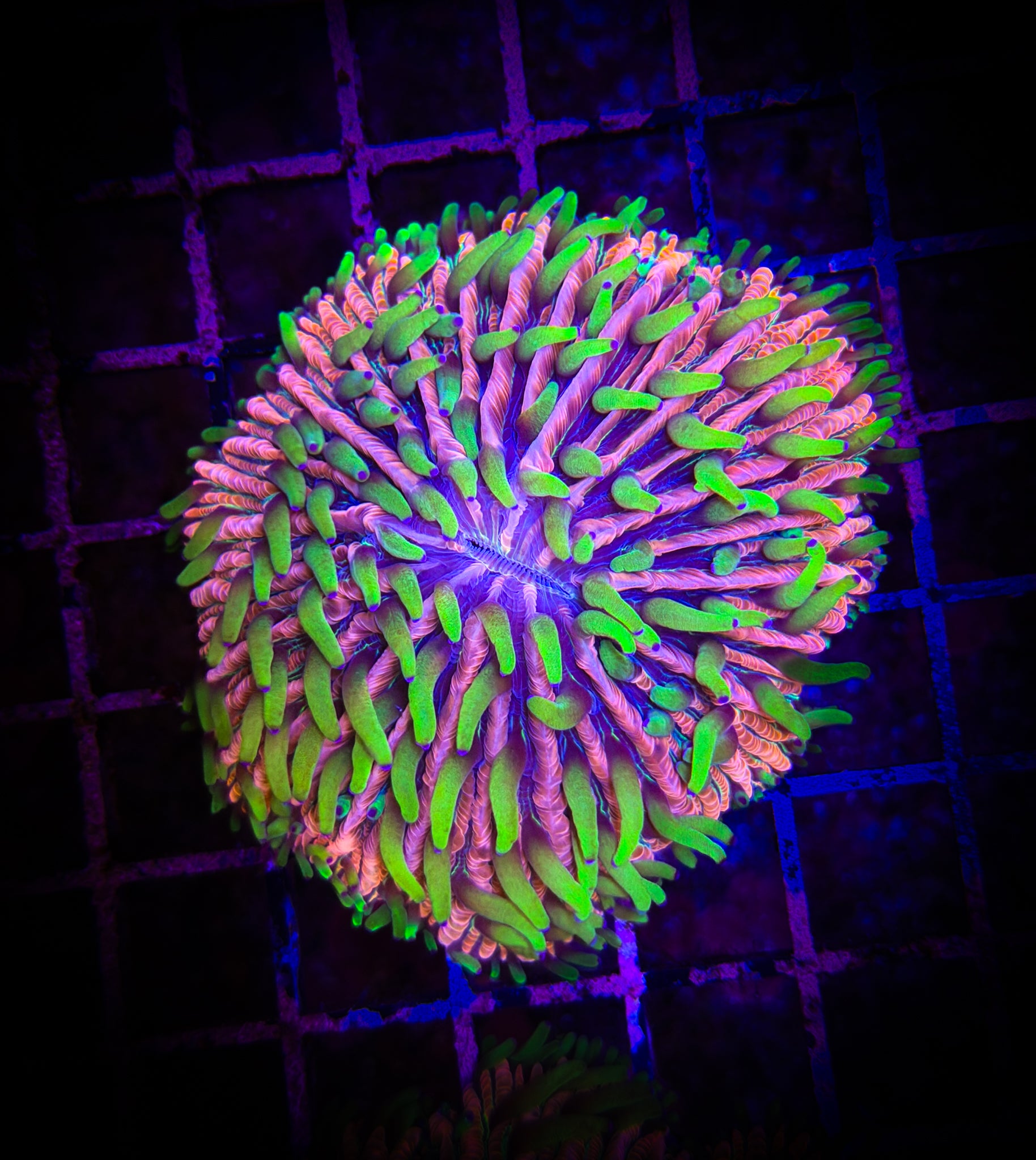 BEC Ultra Grass-on-Mars Plate WYSIWYG