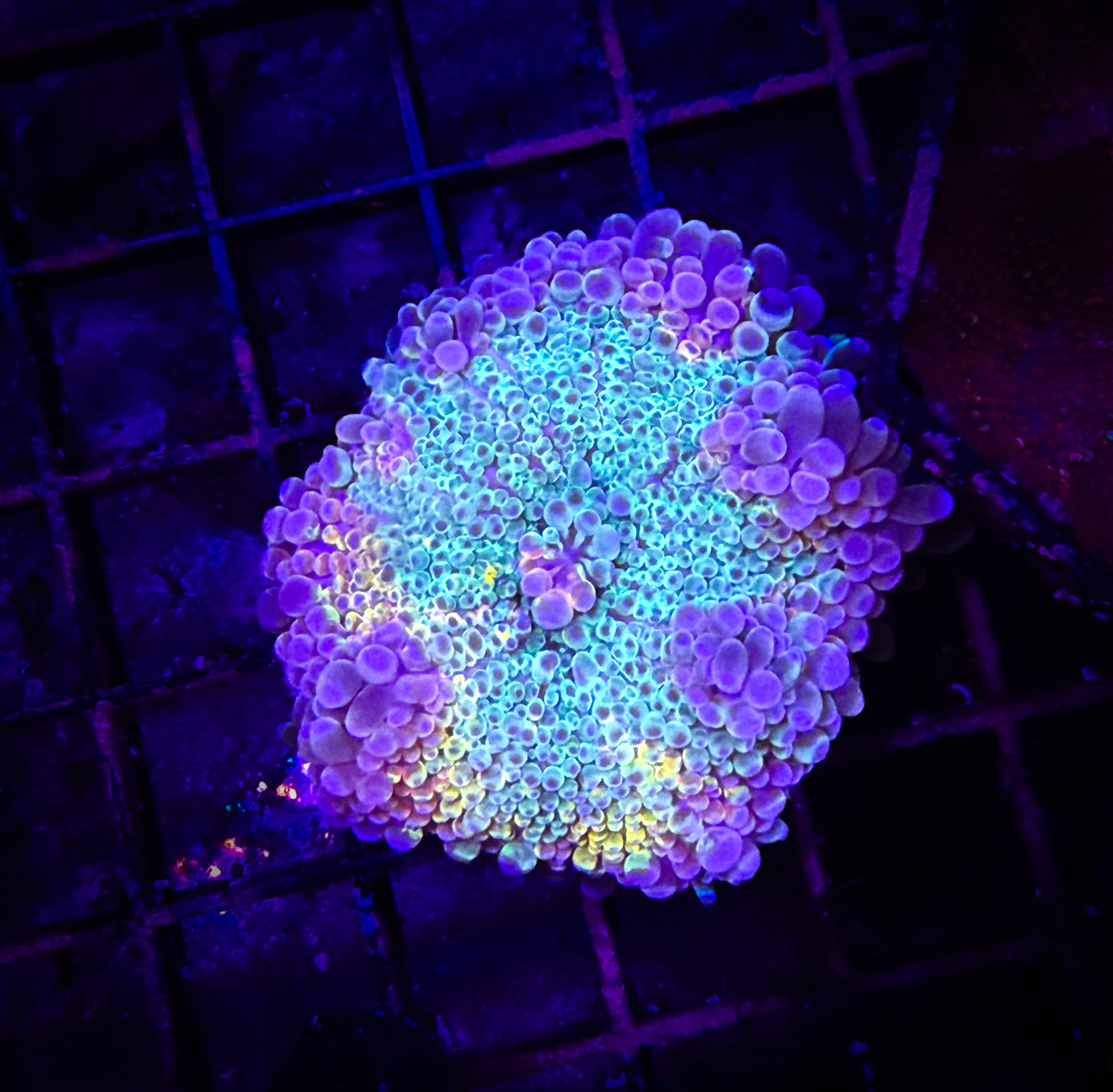 Ultra Cotton Candy Dreams Yuma WYSIWYG