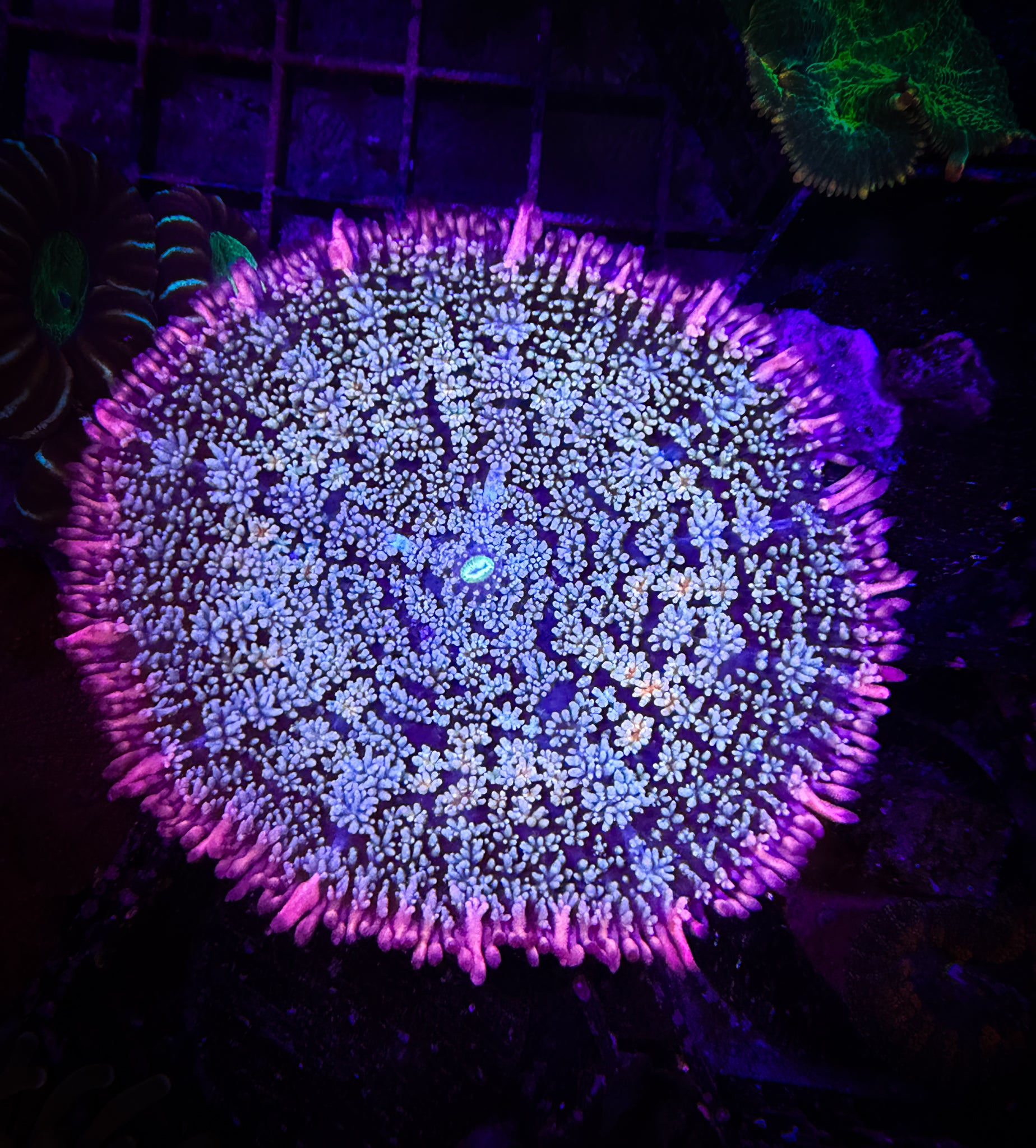 Frankenstein Shroom (XL) WYSIWYG