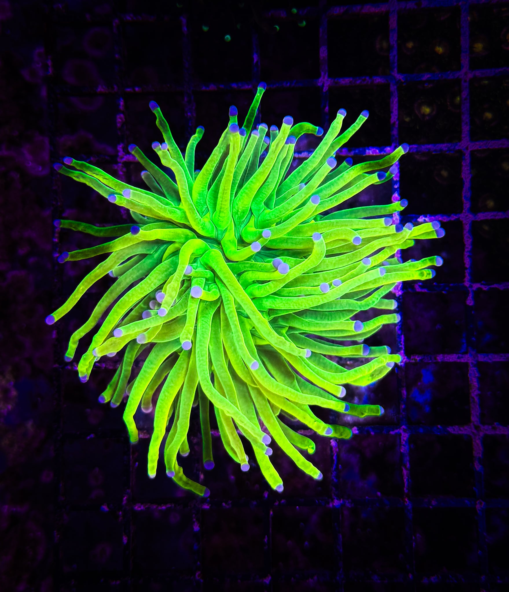 OG Holy Grail Torch WYSIWYG