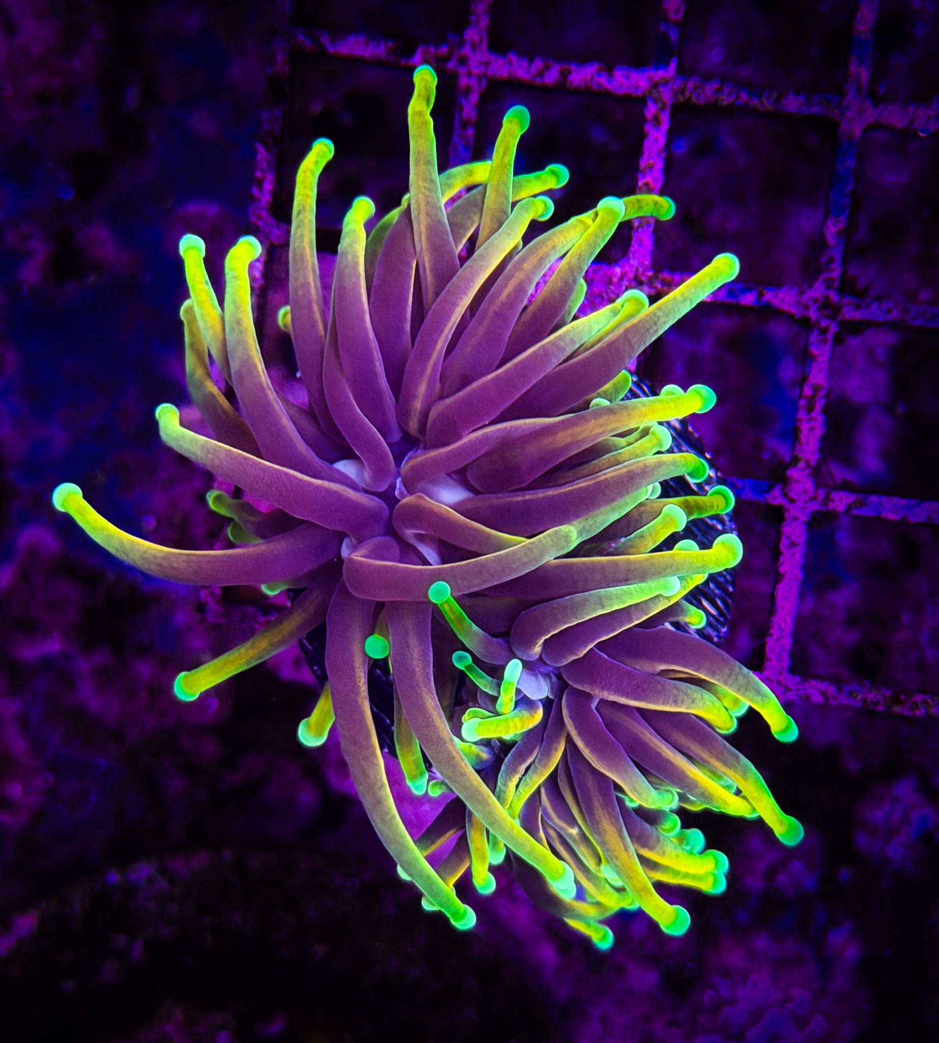 Indo Gold Torch WYSIWYG