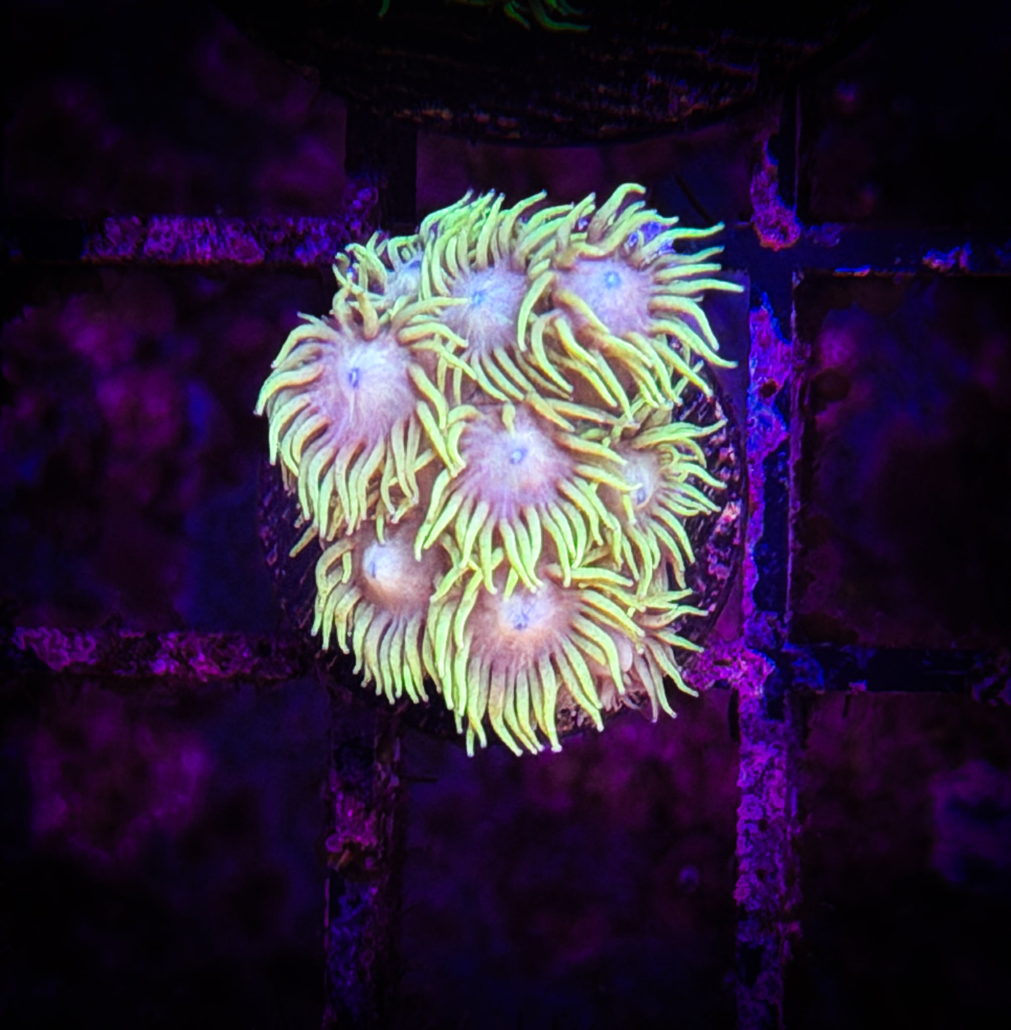 BEC Gonzo Goni WYSIWYG