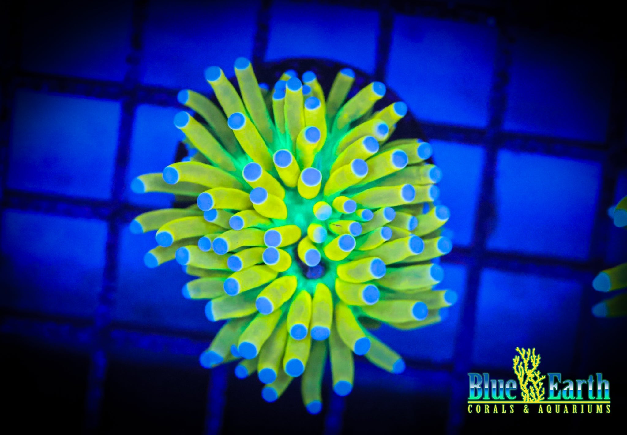 BEC Holy Grail Torch