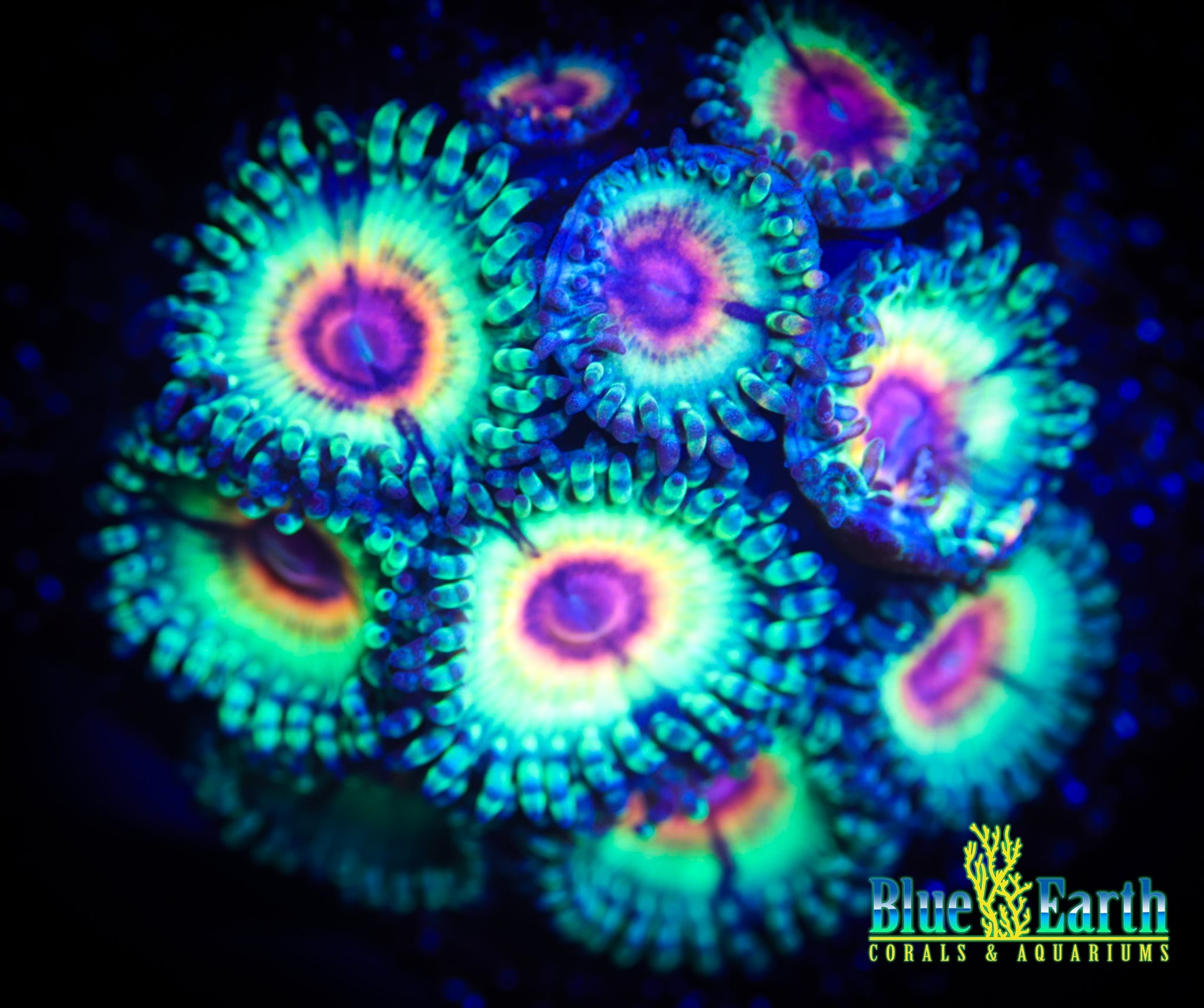 JF Bloodshots  NON-WYSIWYG