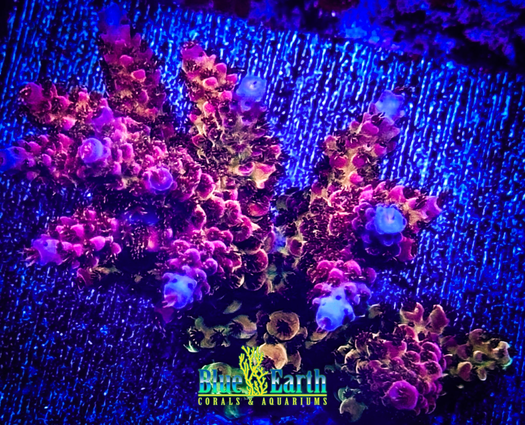 Cornbred's OMG (Cut to Order 3/4"-1" Frag) NON-WYSIWYG