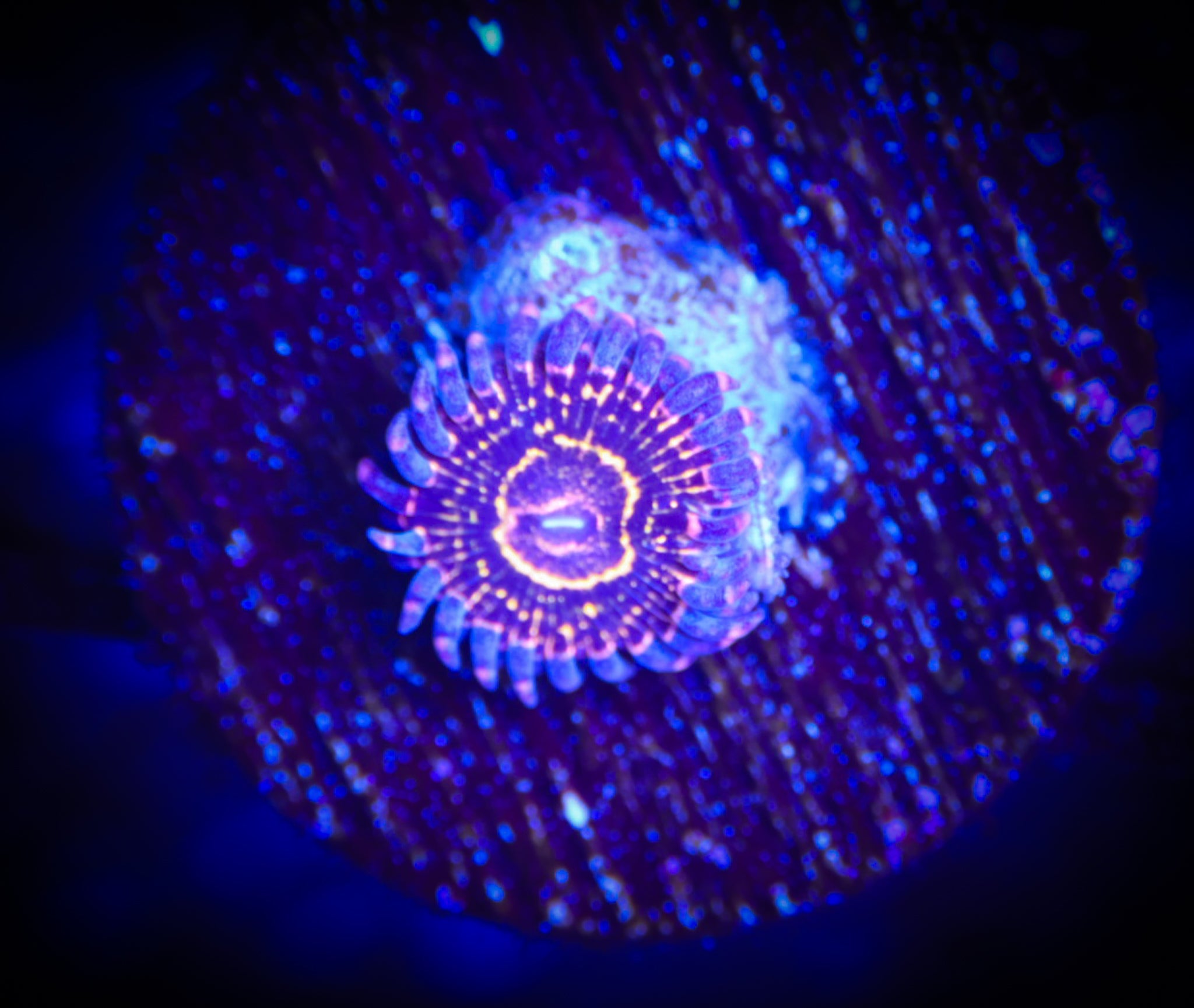 Stratosphere WYSIWYG