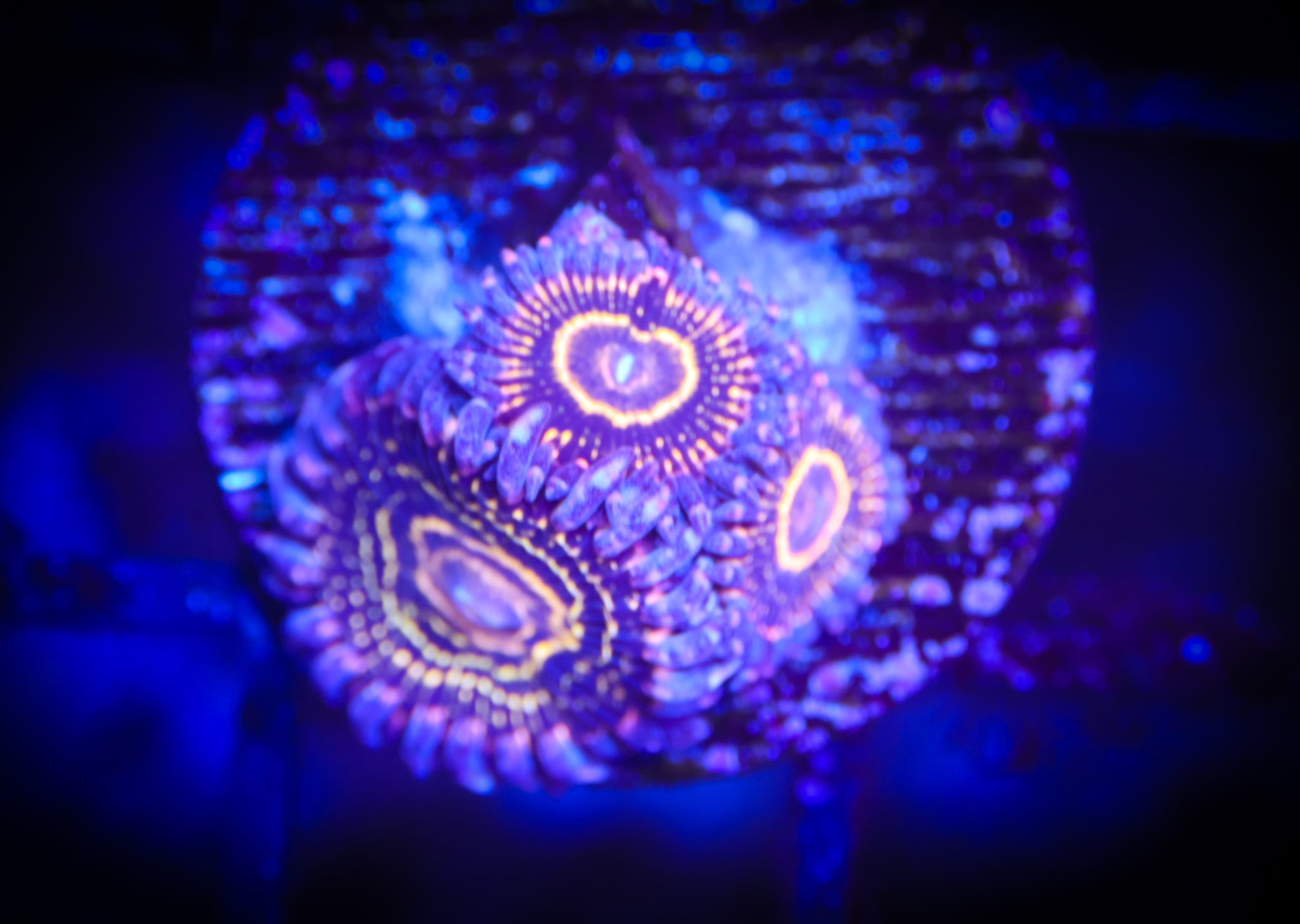 Stratosphere 3 polyp WYSIWYG