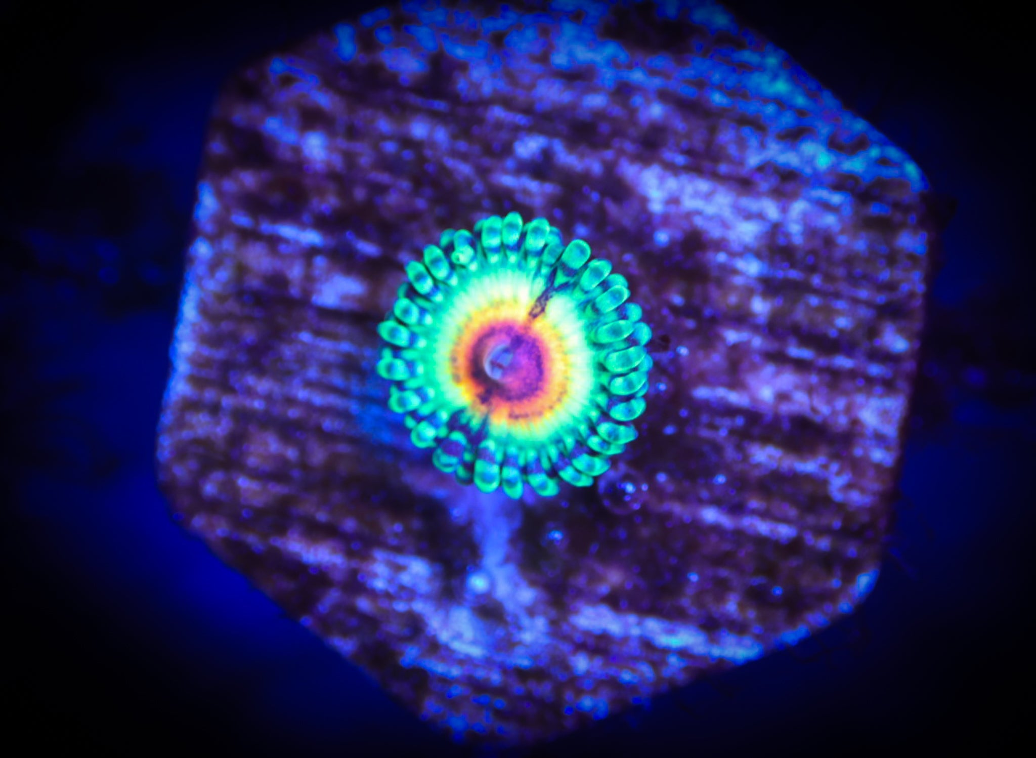 JF Bloodshots WYSIWYG