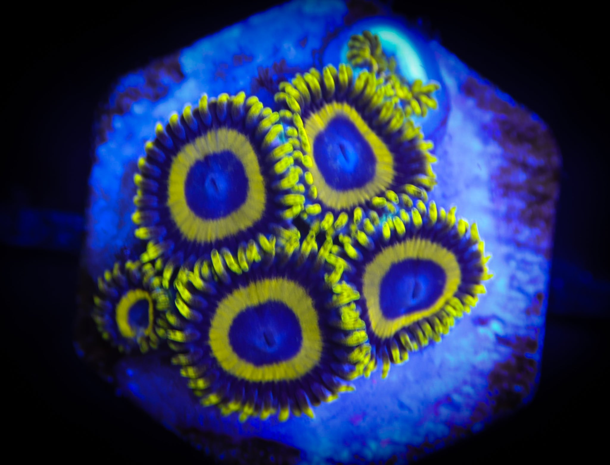 Scrambled Eggs WYSIWYG