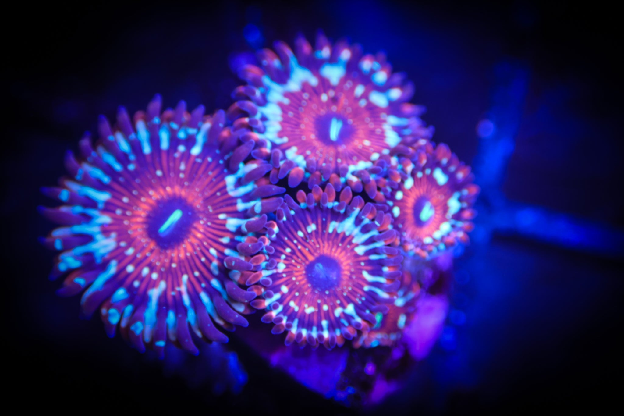 Salted Agave WYSIWYG