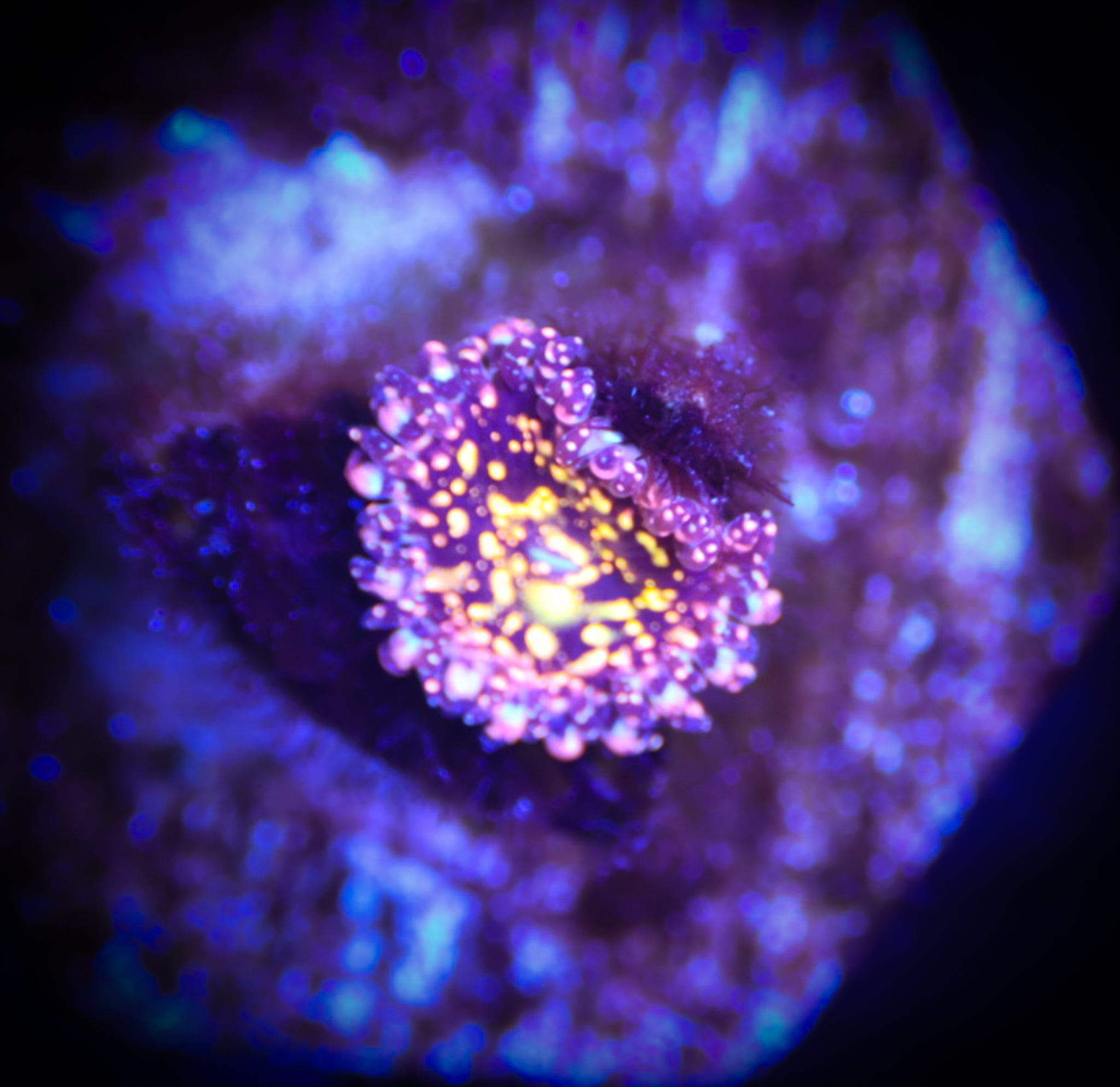 TRD Panty Dropper WYSIWYG