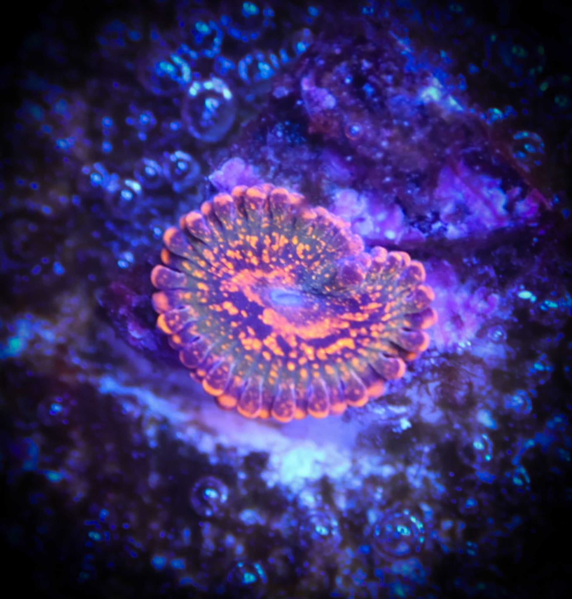 CK Emperor V2 WYSIWYG