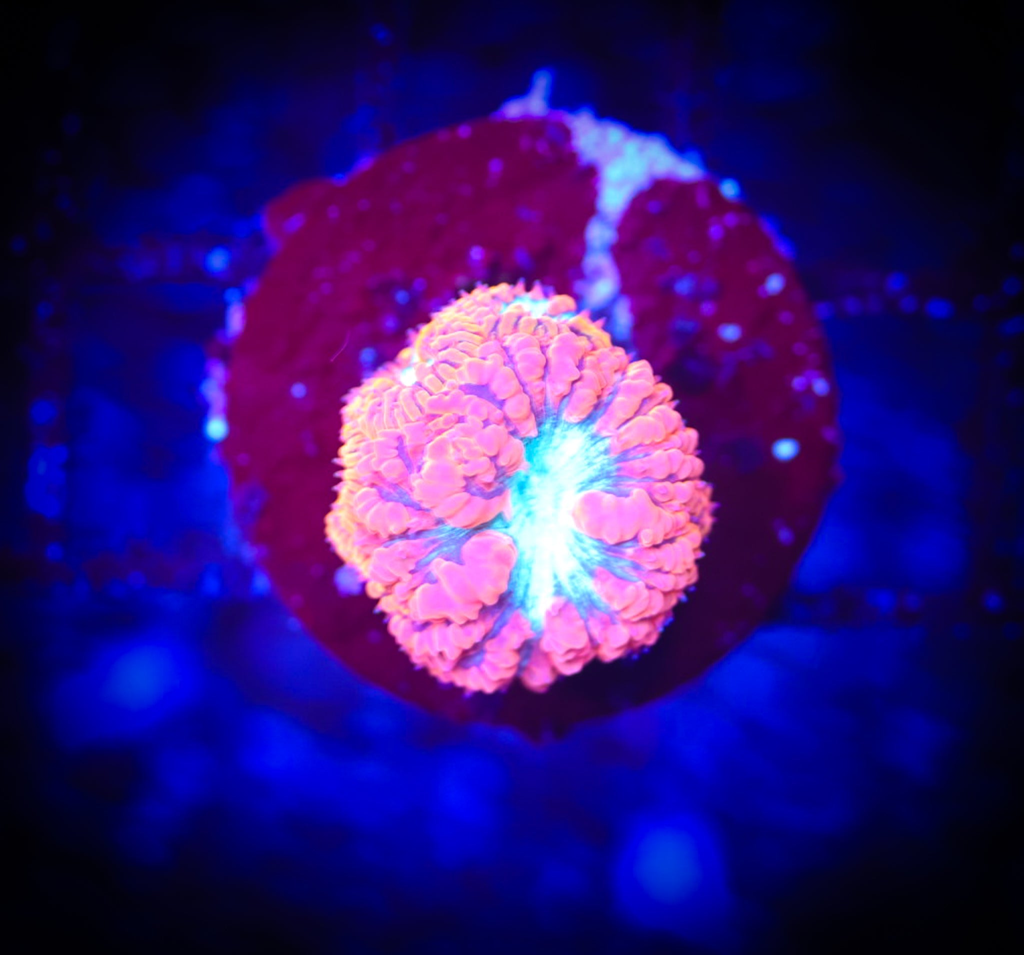 BEC Red Rim Blasto WYSIWYG