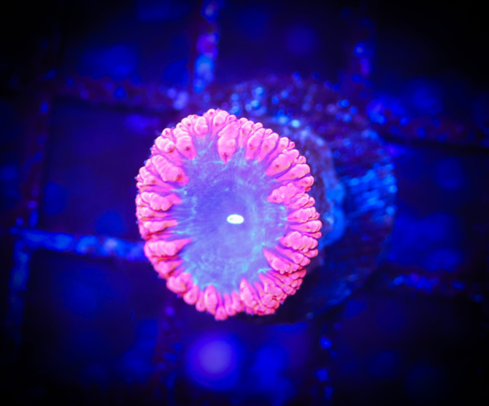 BEC Ultra Wellsi Blasto WYSIWYG