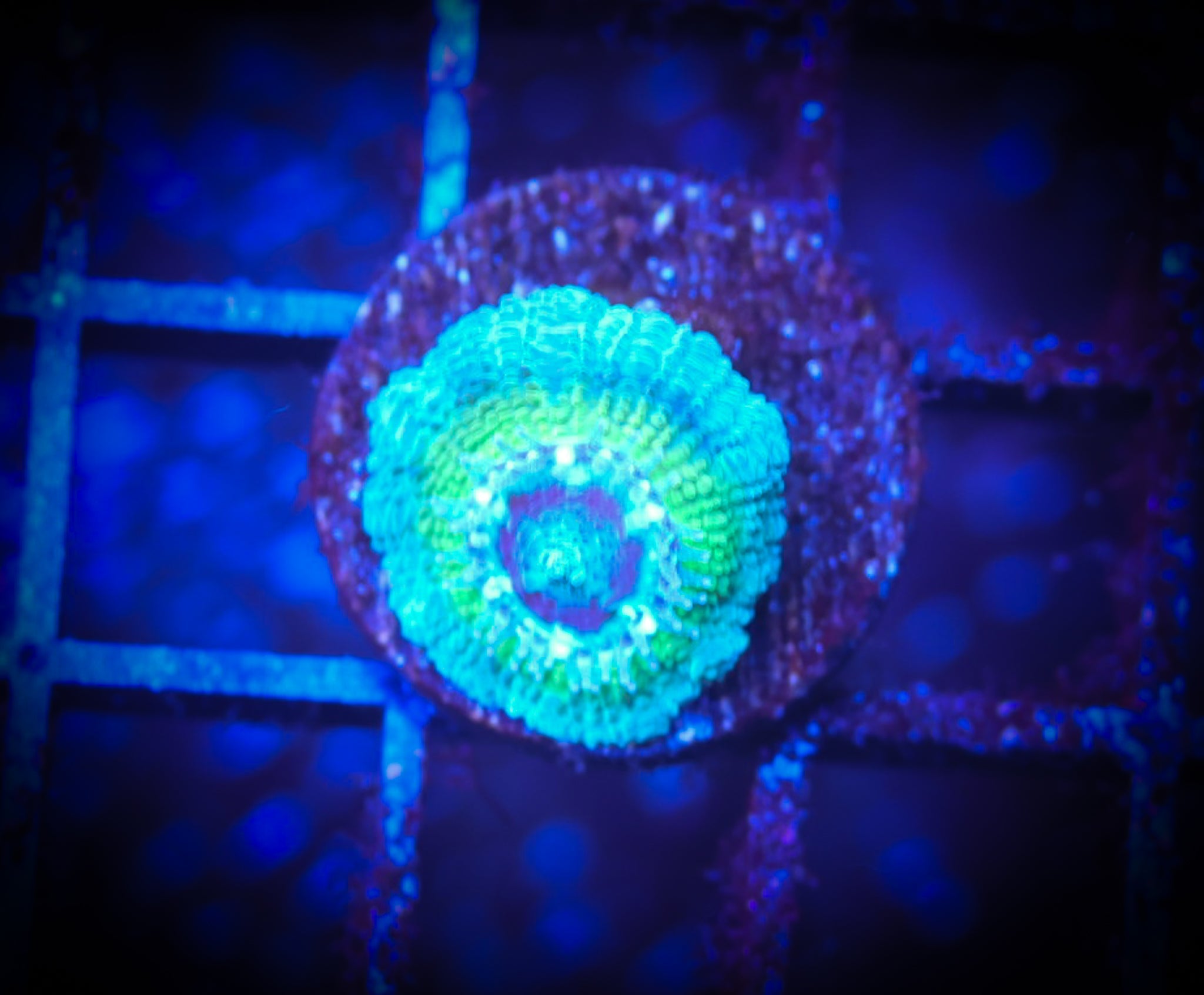 BEC Ultra Japanese acans WYSIWYG