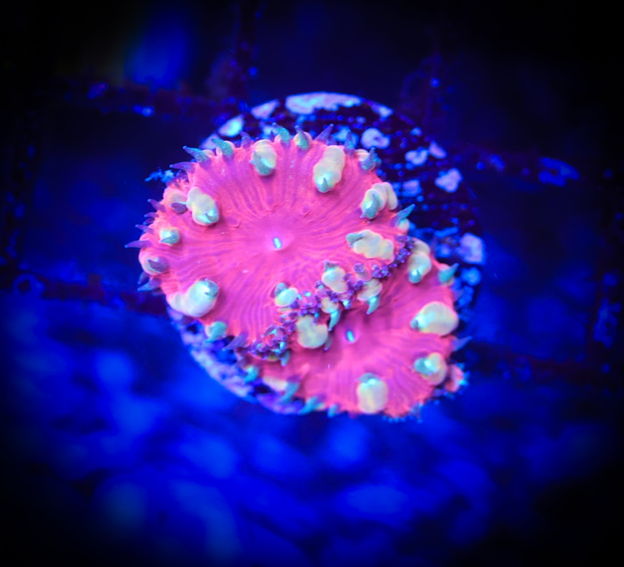 BEC Ultra Wellsi Blasto WYSIWYG