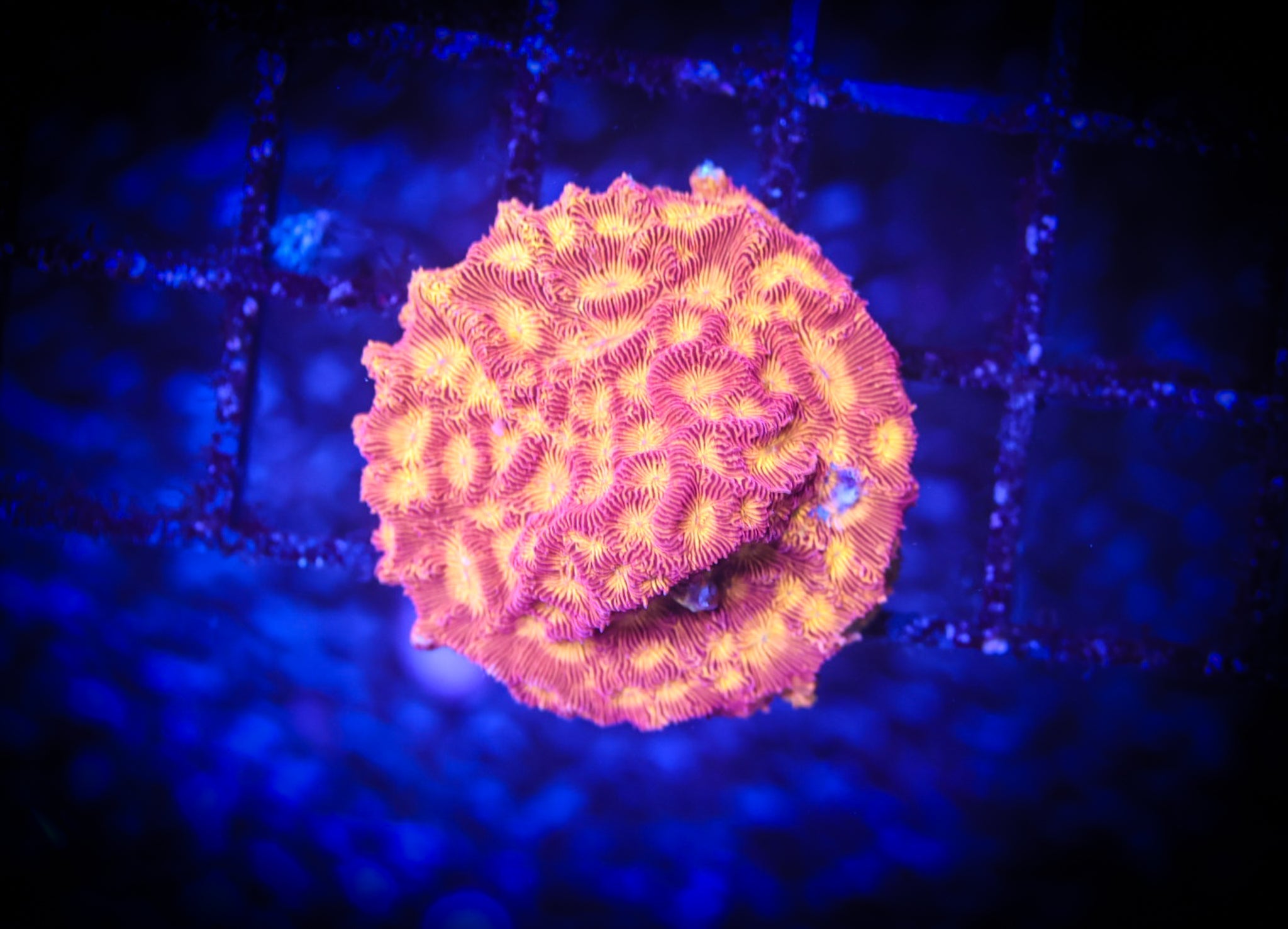 JF Jack-o-Lantern WYSIWYG