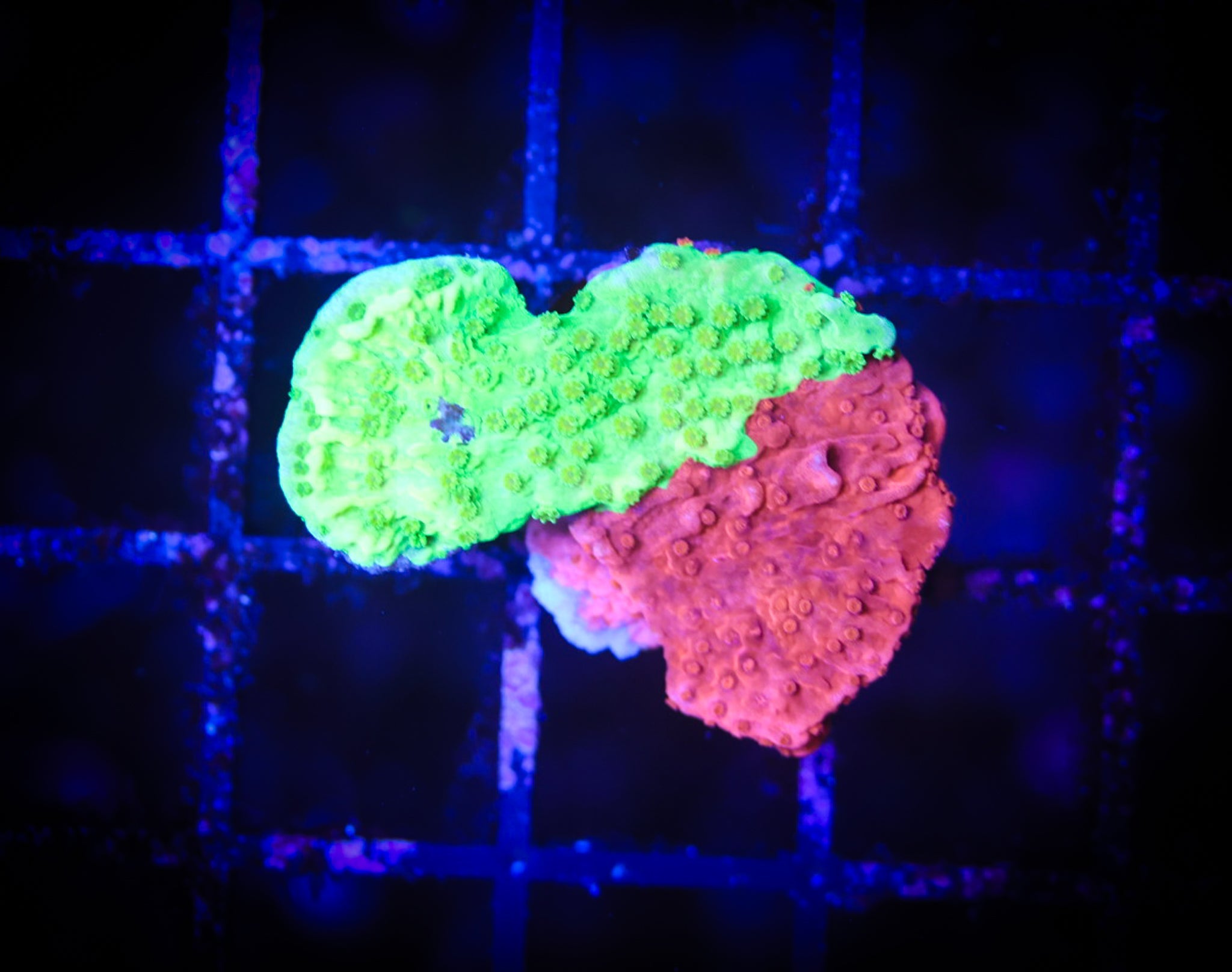 WWC Grafted Monti WYSIWYG