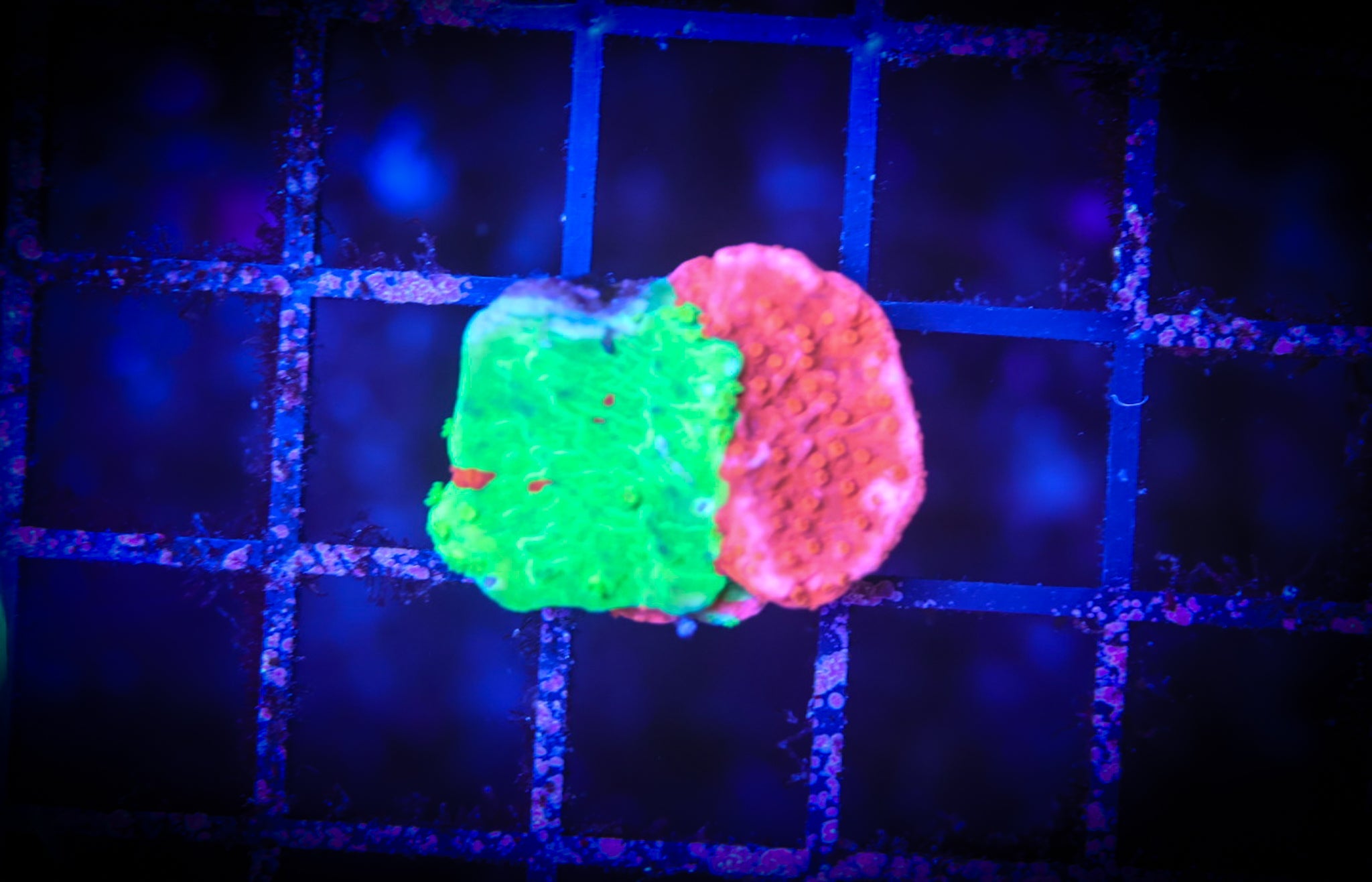 WWC Grafted Monti WYSIWYG