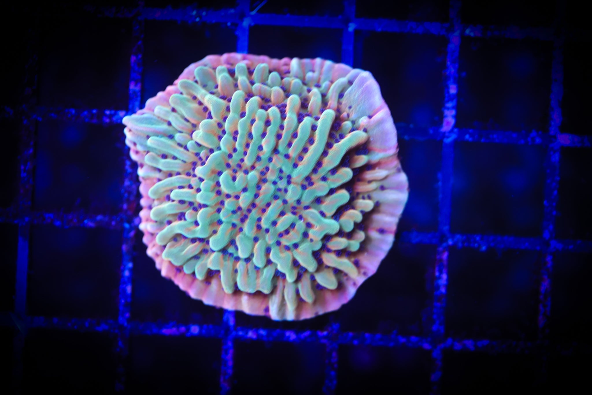 JF Beach Bum Monti WYSIWYG