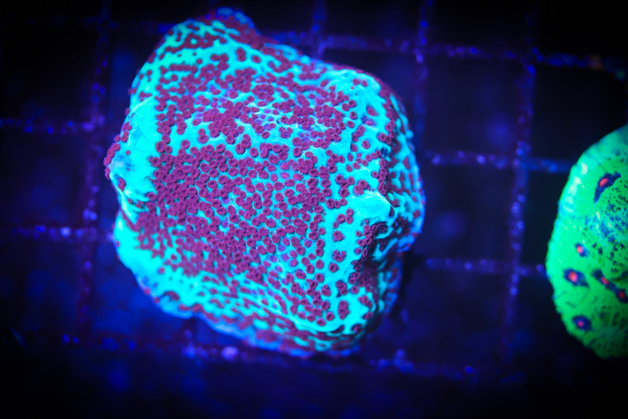 Jedi Mind Trick Monti XL WYSIWYG