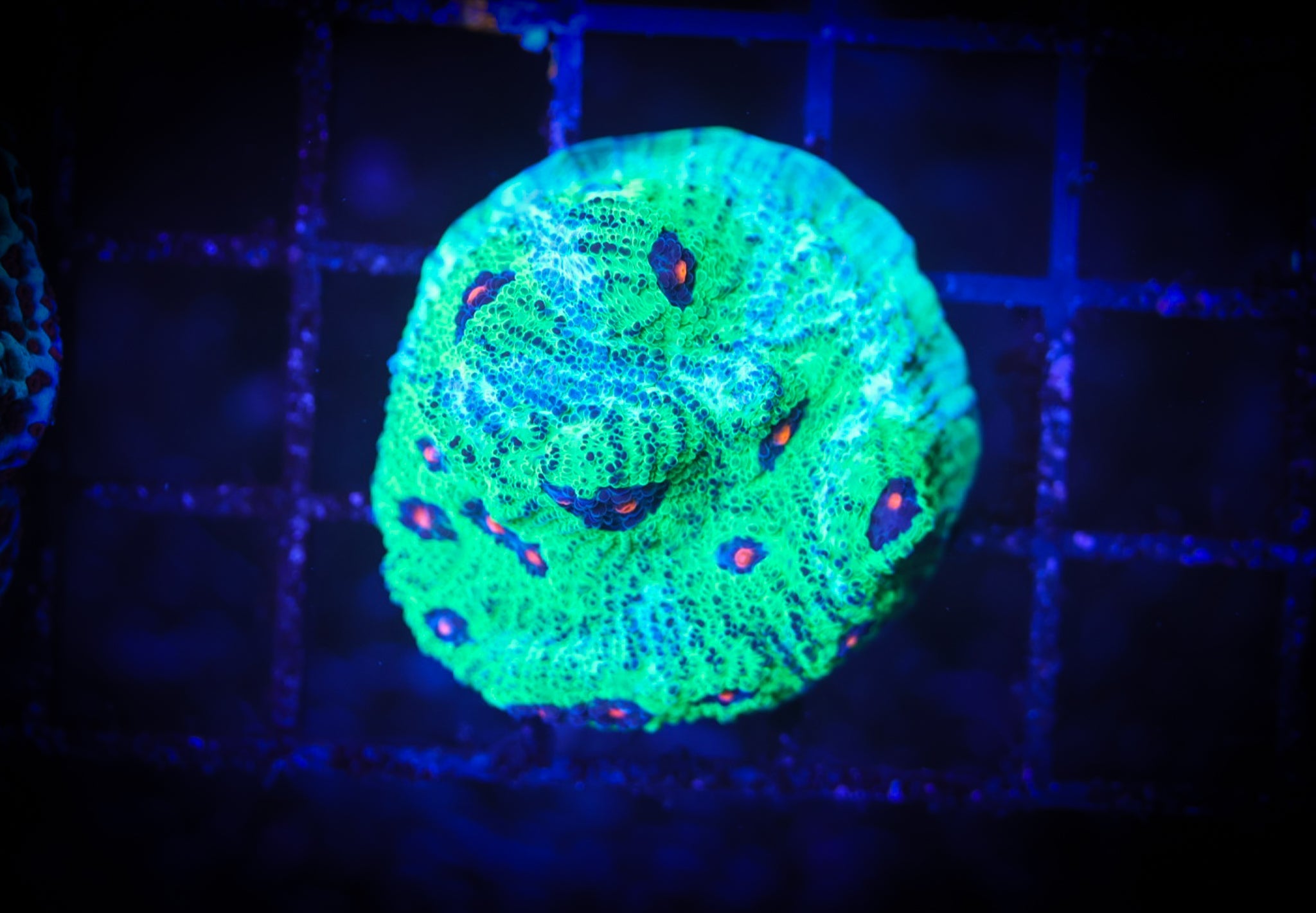 WWC Avatar Chalice WYSIWYG