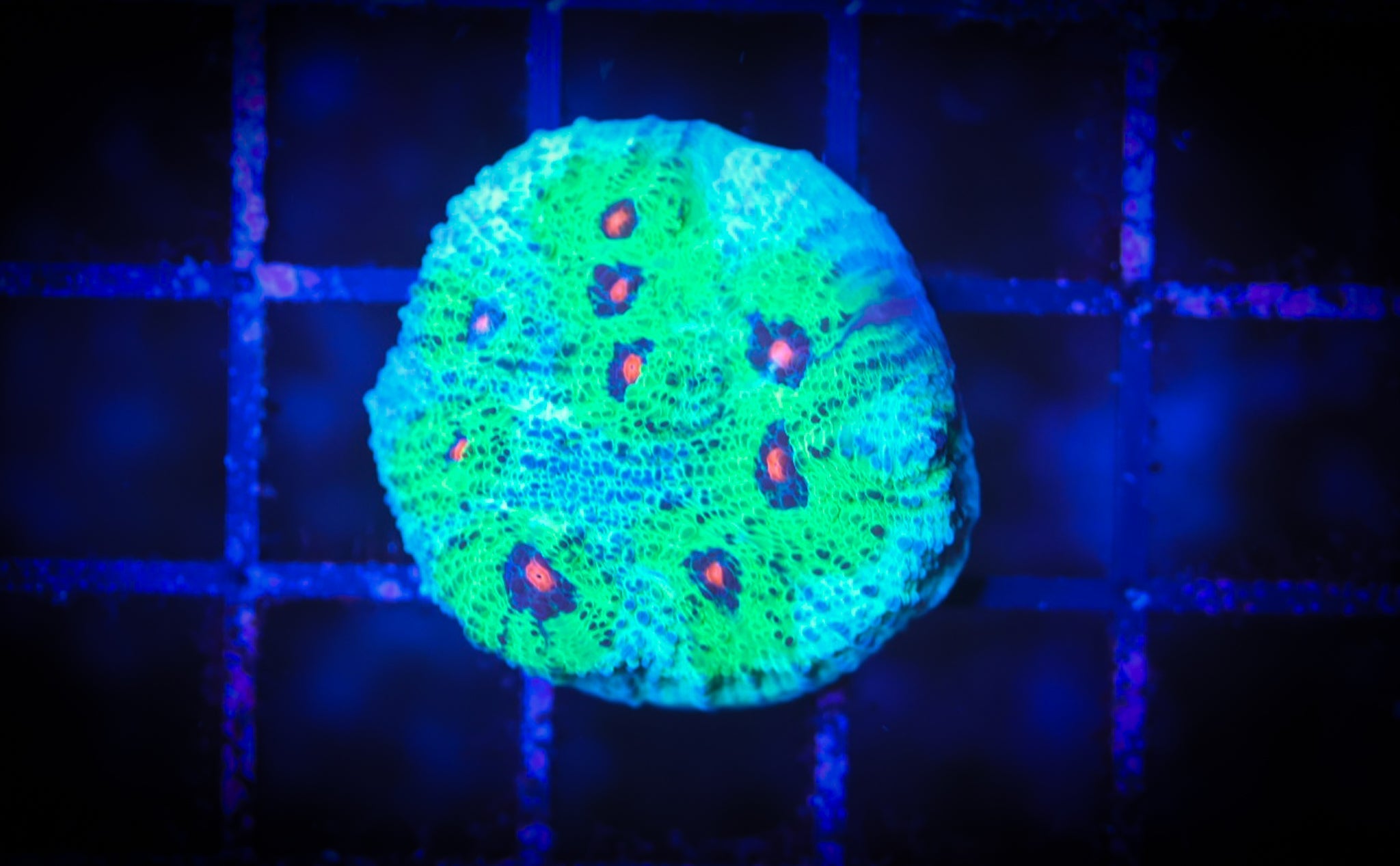 WWC Avatar Chalice WYSIWYG