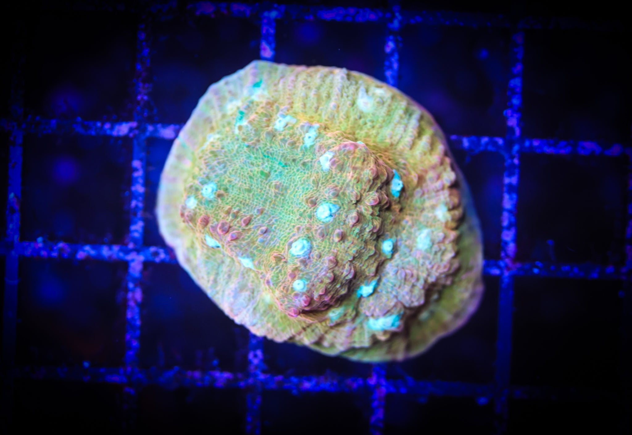 WWC Fanta Chalice WYSIWYG