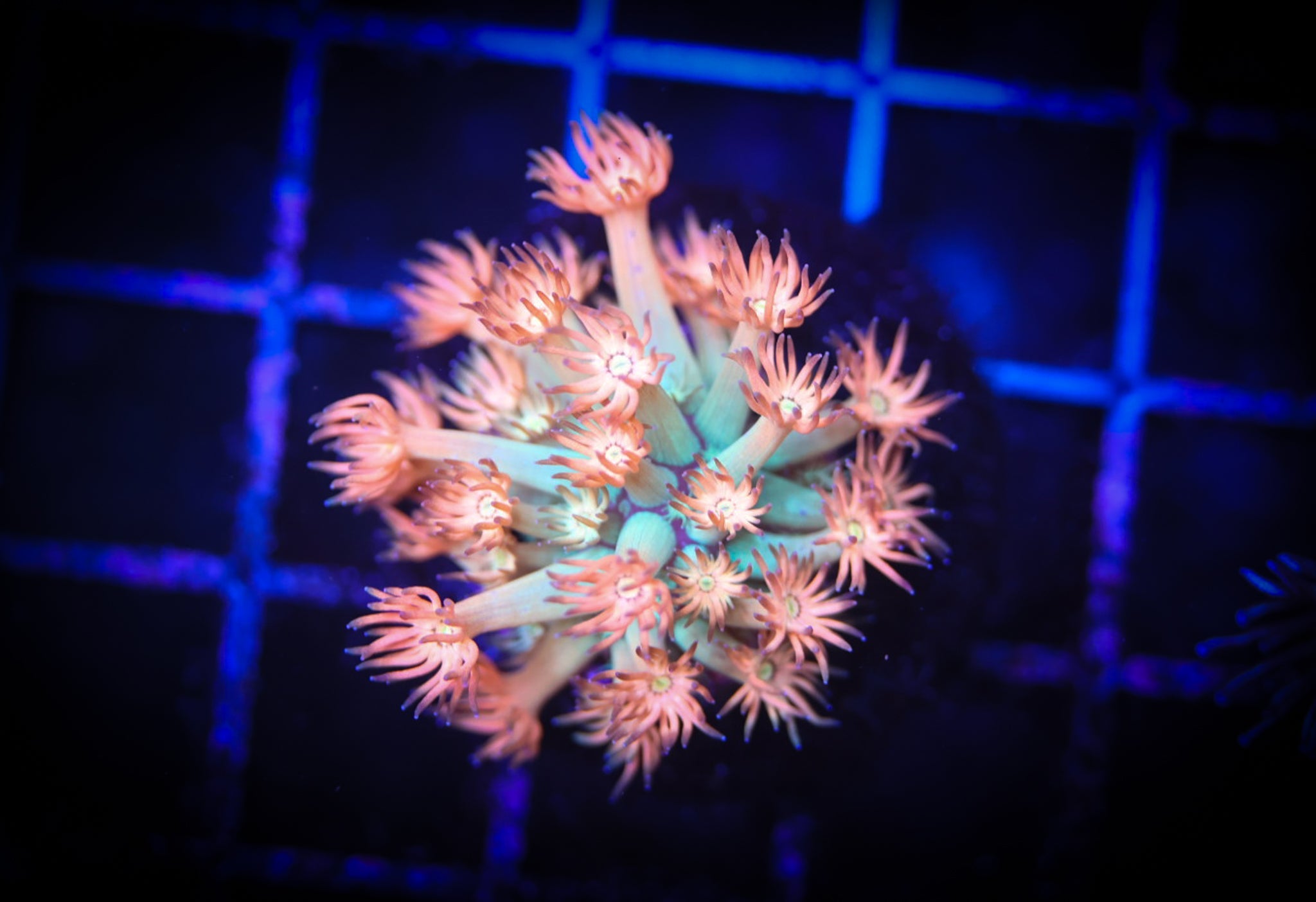 BEC Peach Smoothie Goni WYSIWYG