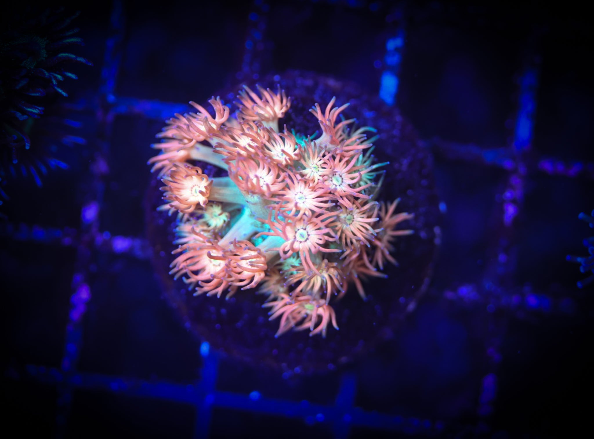 BEC Peach Smoothie Goni WYSIWYG