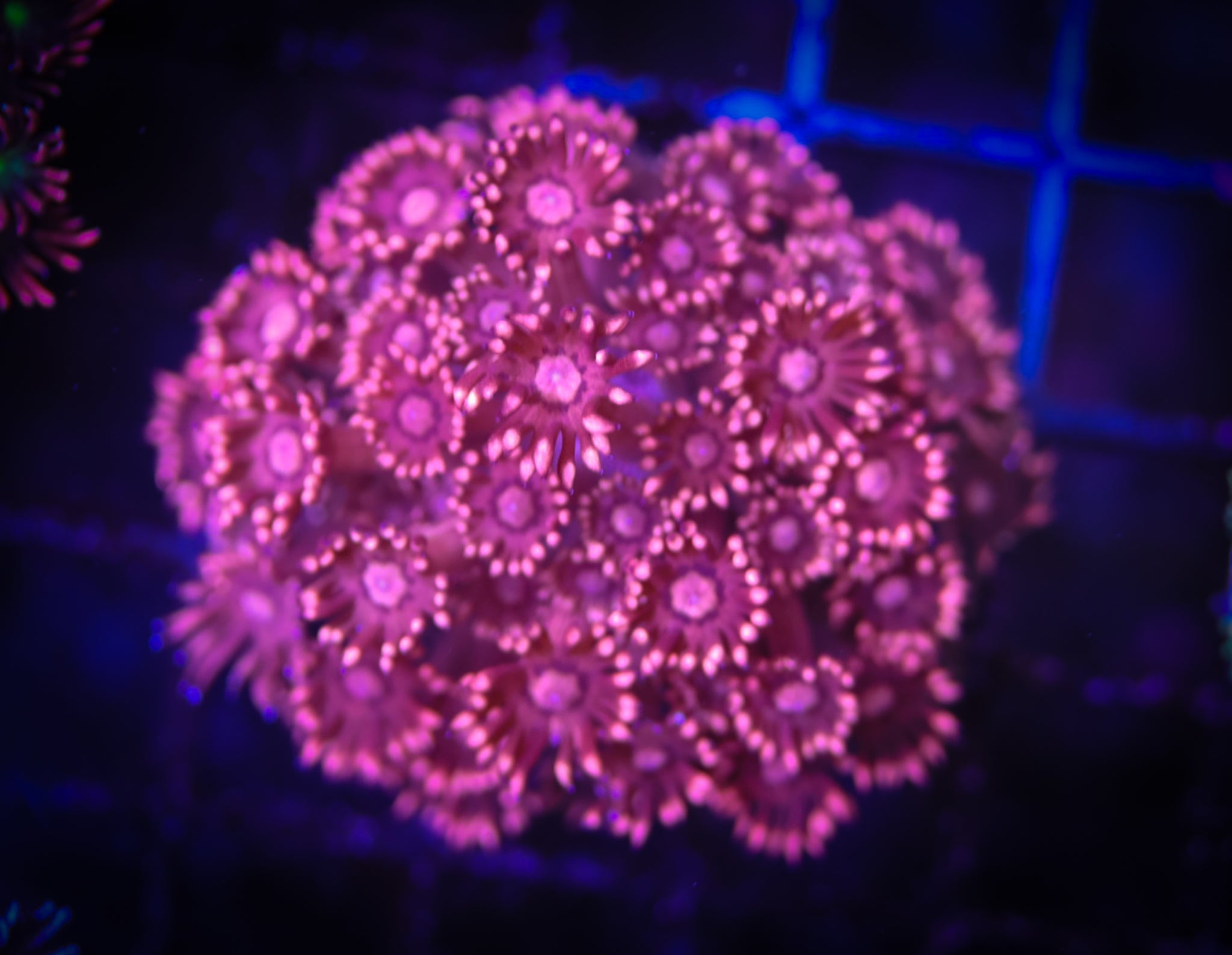 BEC Pink Goni WYSIWYG