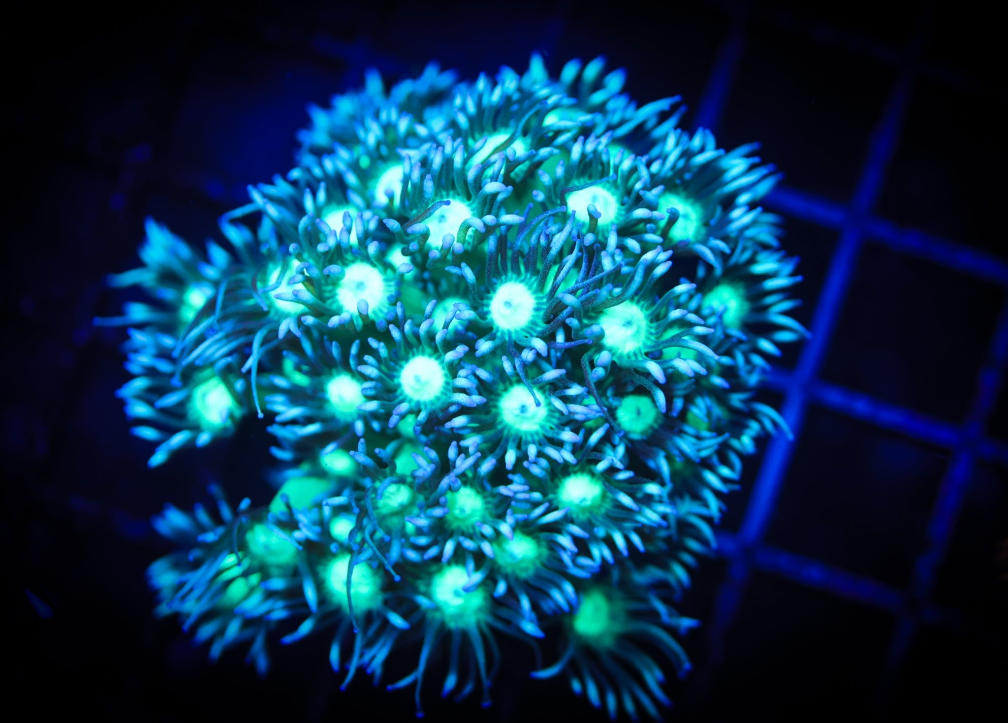 BEC Toxic Green Glitter WYSIWYG