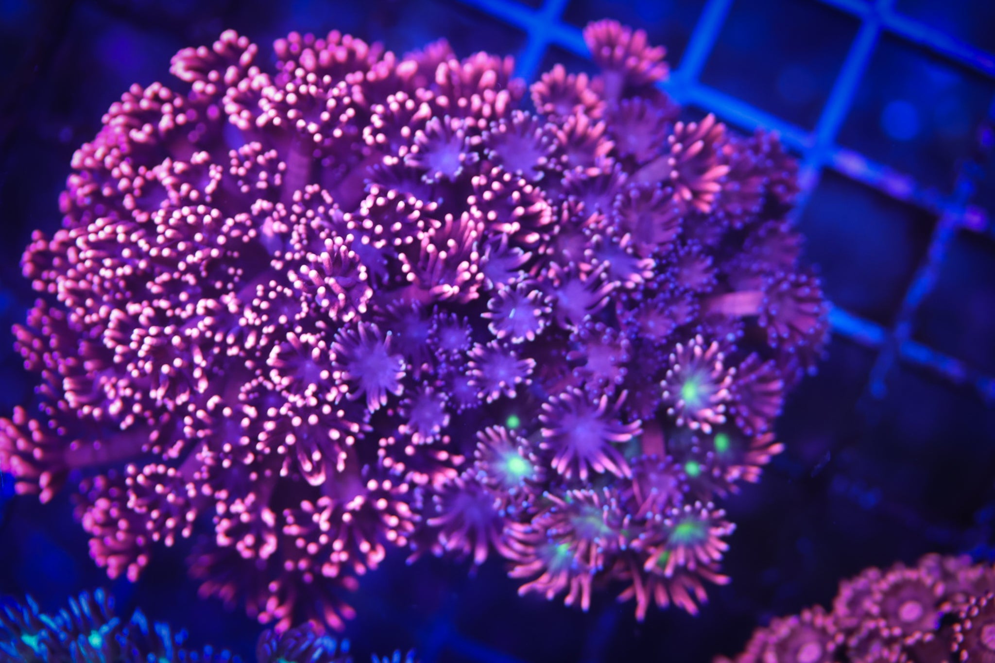 BEC Mix Plate Goni XL WYSIWYG