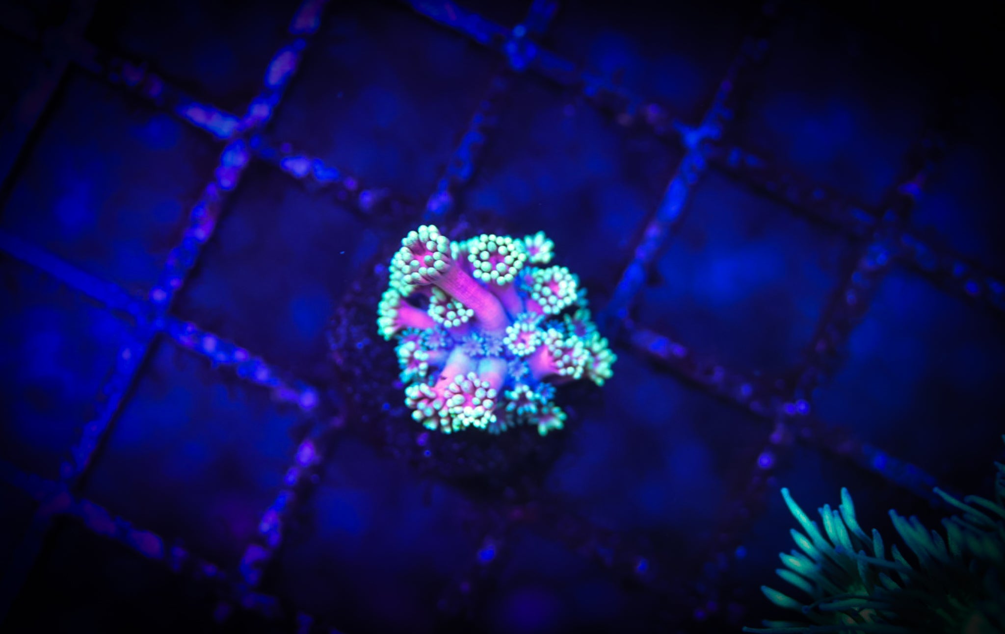 WWC Hollywood Nights WYSIWYG