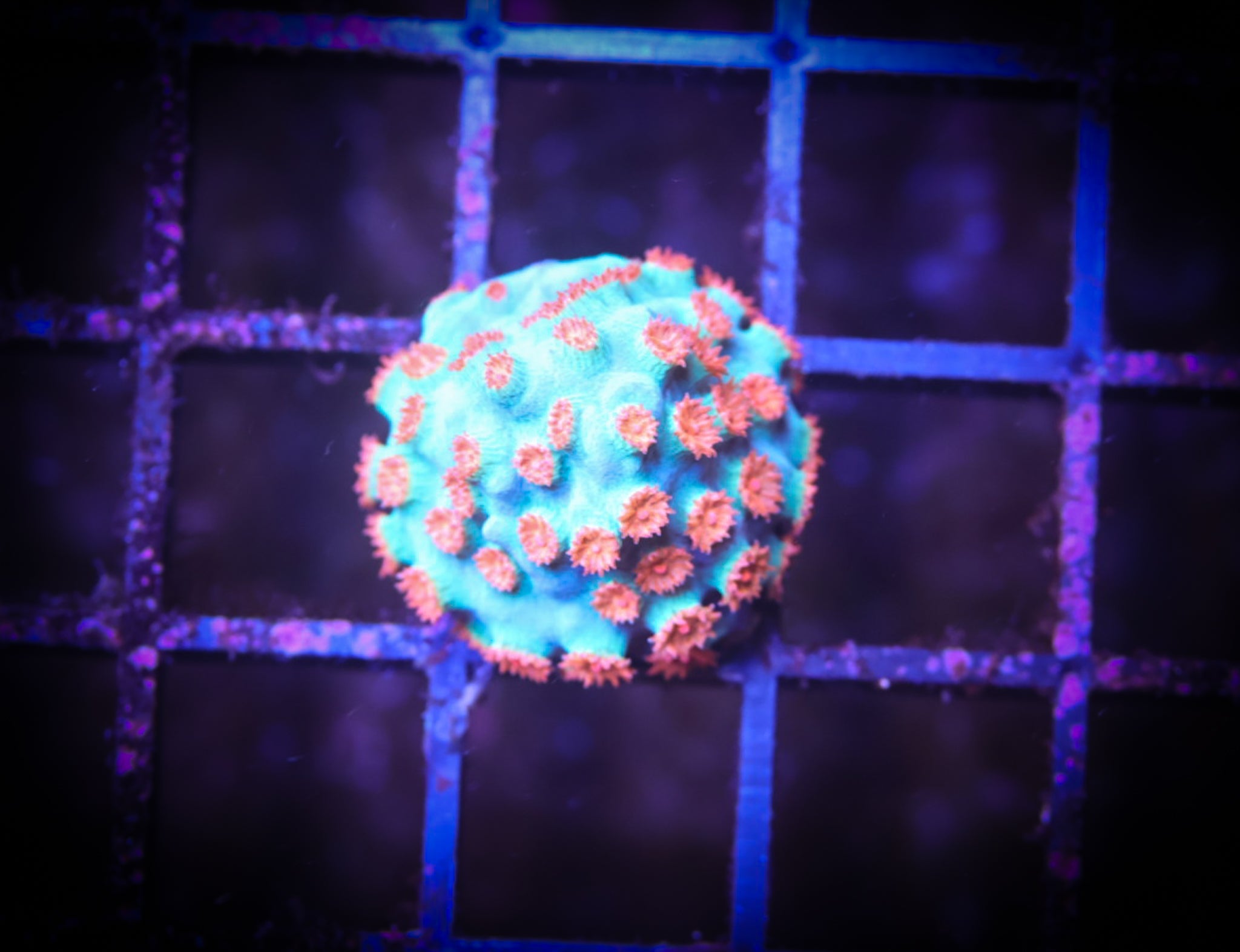 Meteor Shower Cyphastrea WYSIWYG