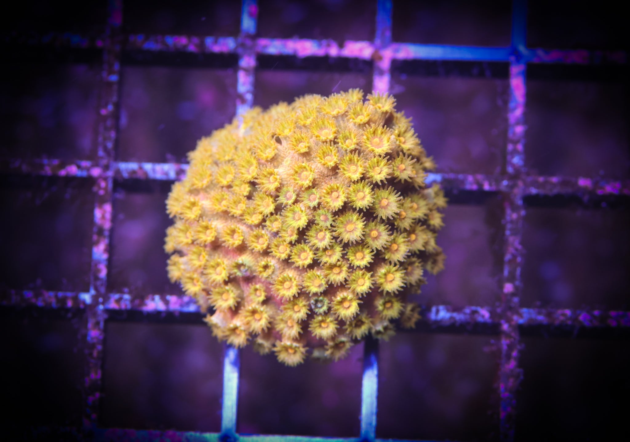 BEC Golden Shower Cyphastrea WYSIWYG