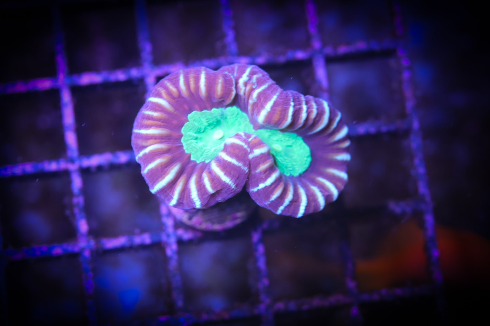 BEC Candy Cane WYSIWYG