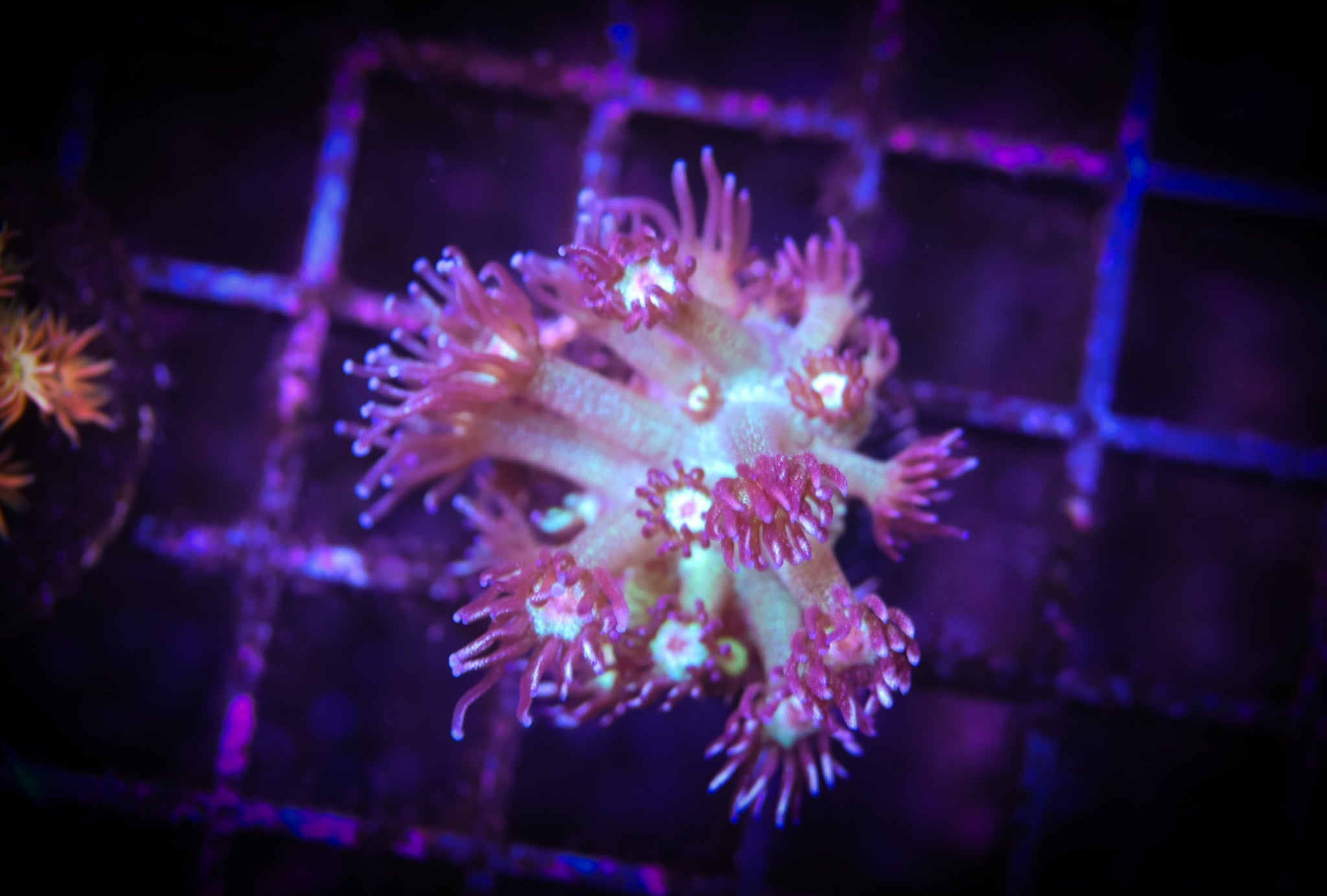 BEC Deep Space Glitter Goni WYSIWYG