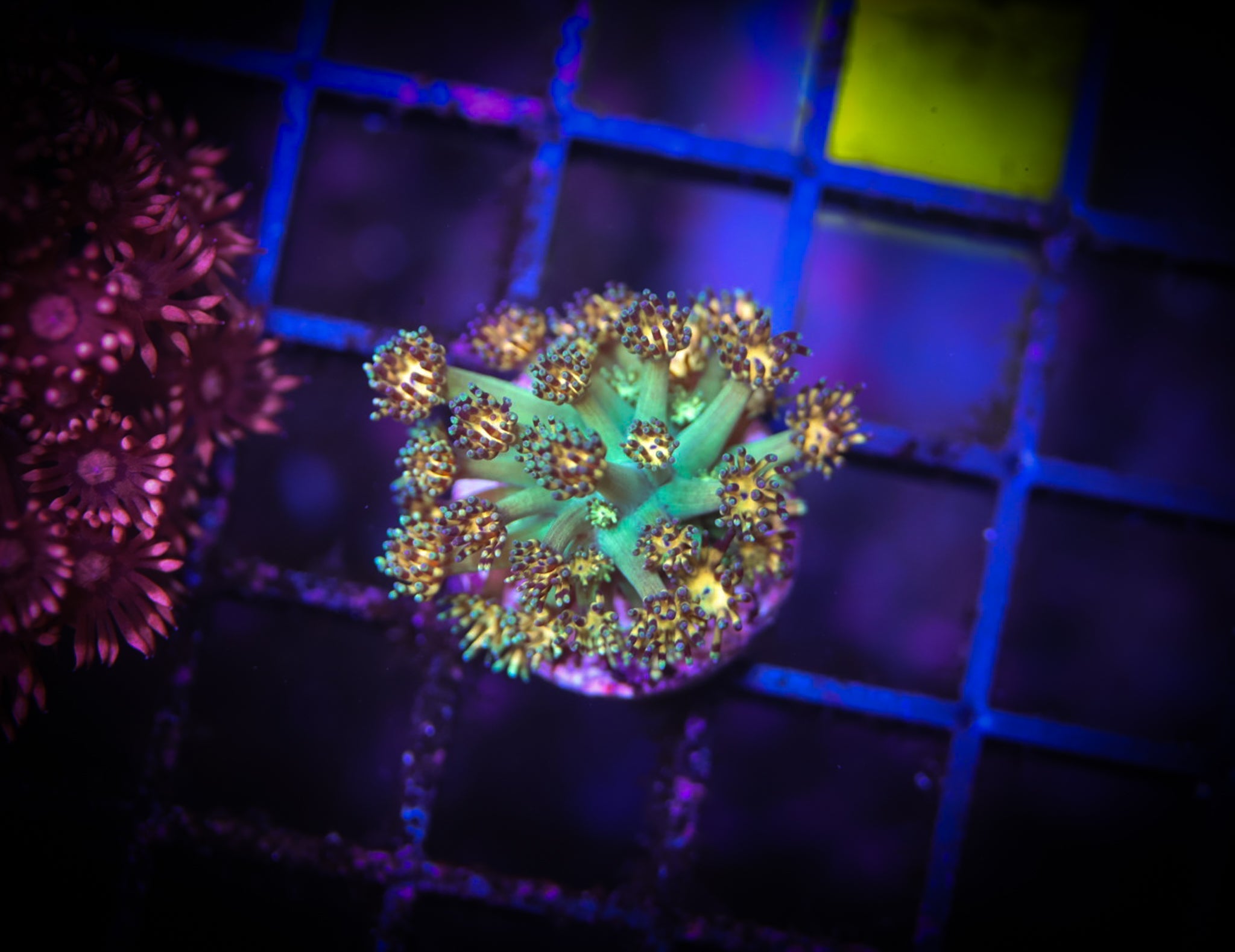 BEC Galaxy Glitter Goni WYSIWYG